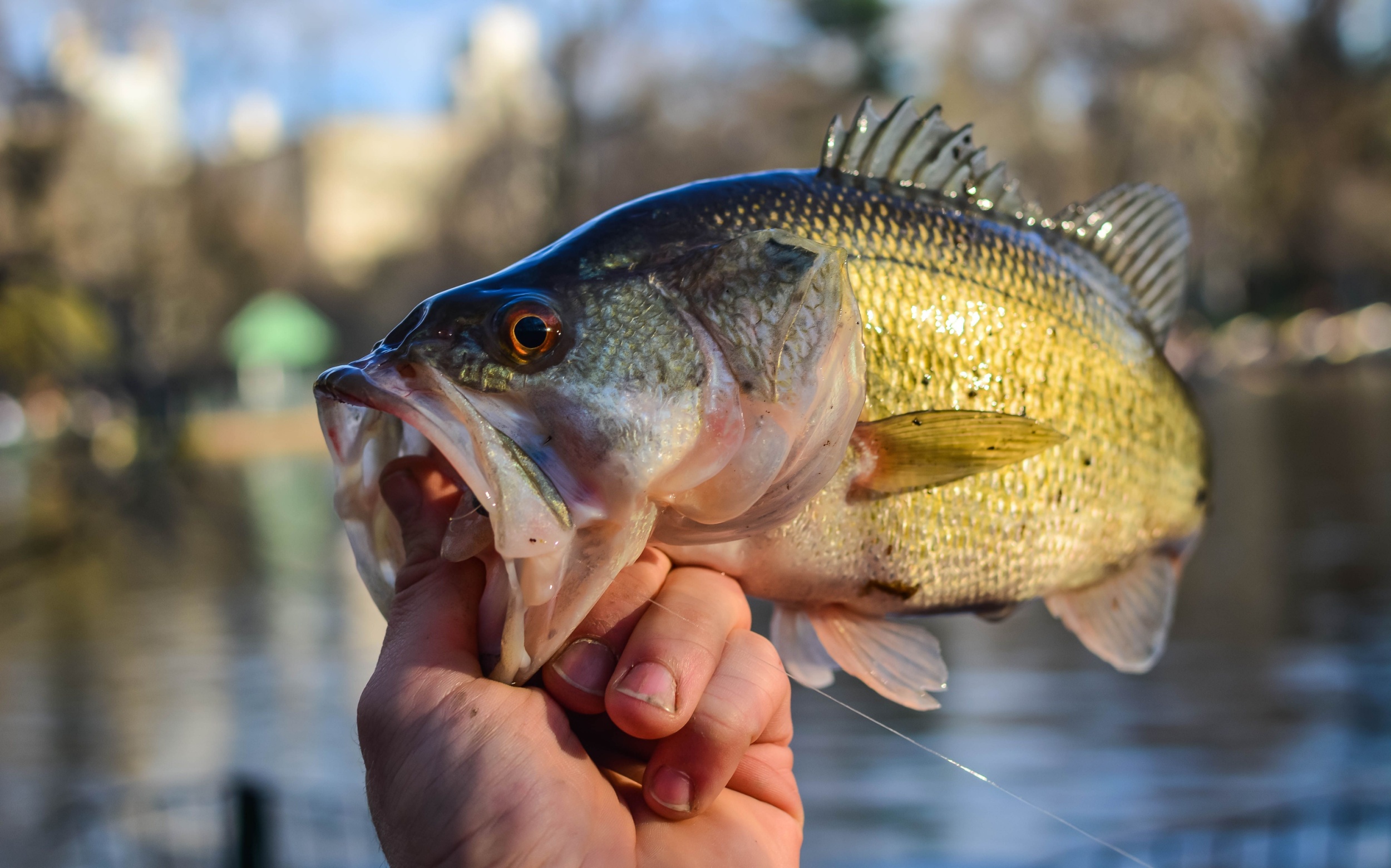 Scientists identify two hidden bass species in U.S. rivers