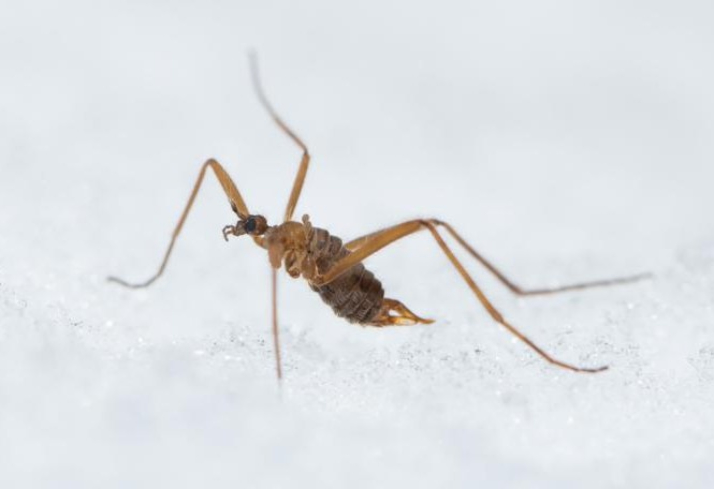 How snow flies survive temperatures that kill most insects