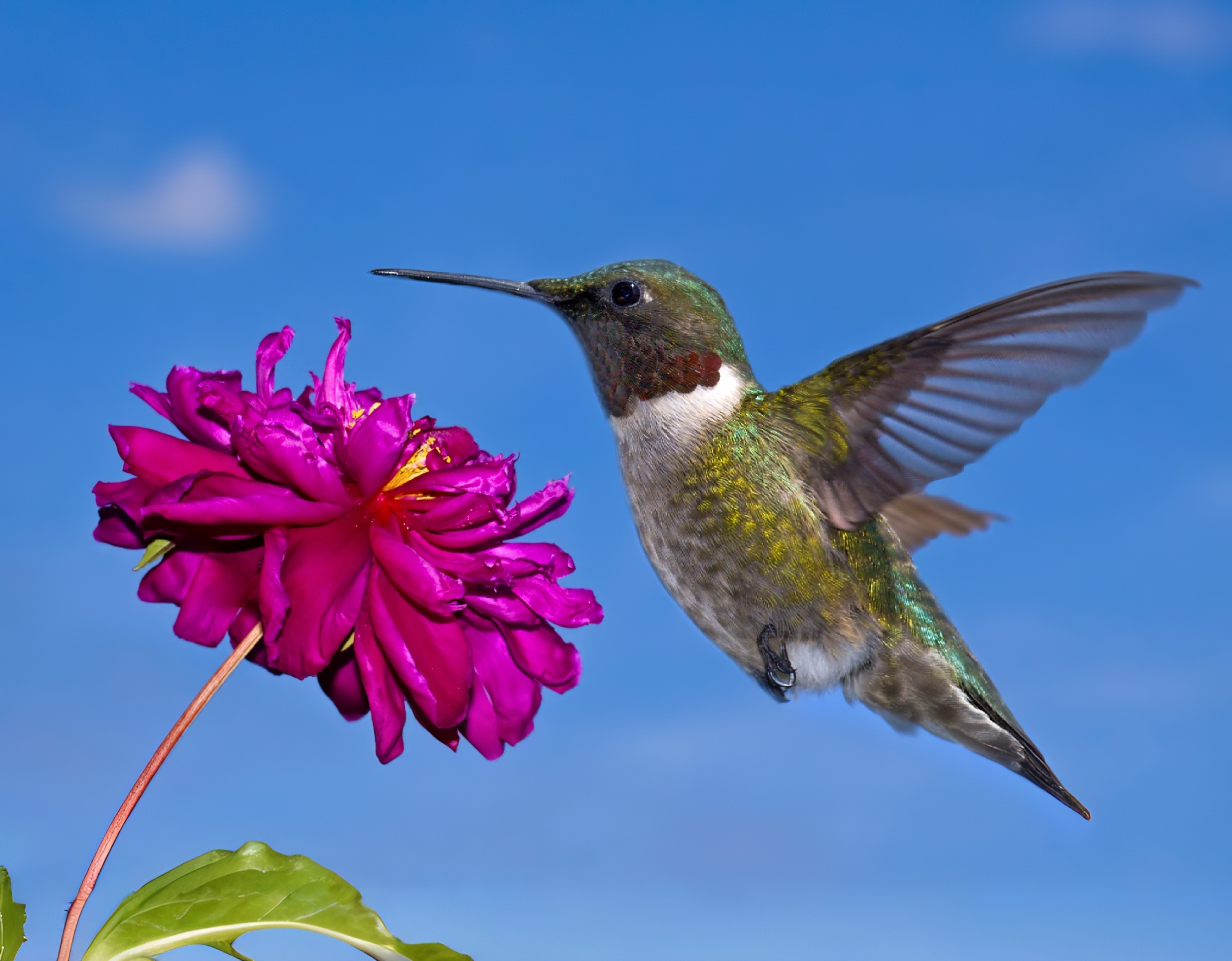 Hidden alcohol in flowers may be part of birds’ daily diet