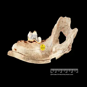 14,300-year-old dog jawbone from Gough’s Cave, UK. Credit: The Trustees of the Natural History Museum, London
