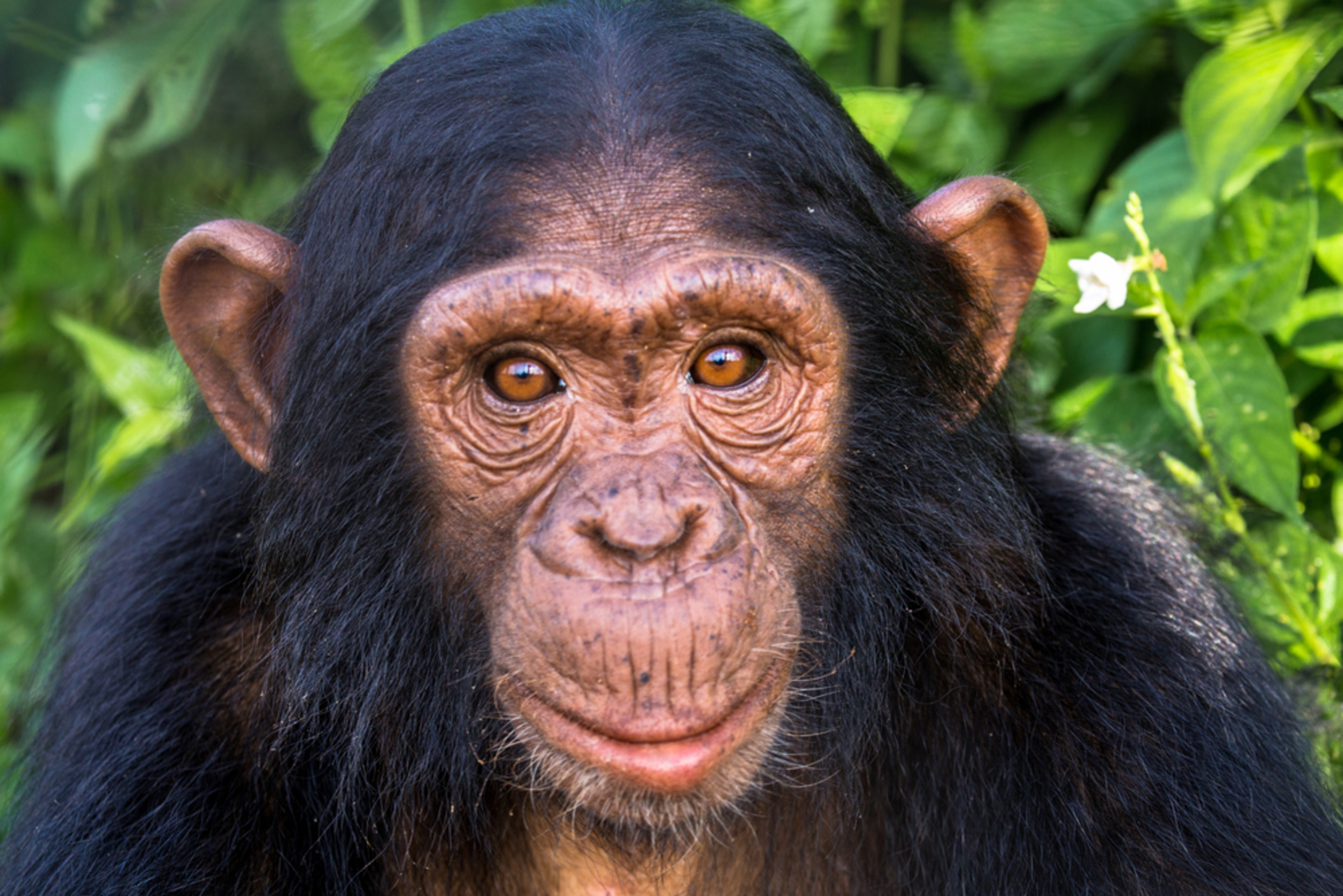 Wild chimpanzees consume alcohol daily
