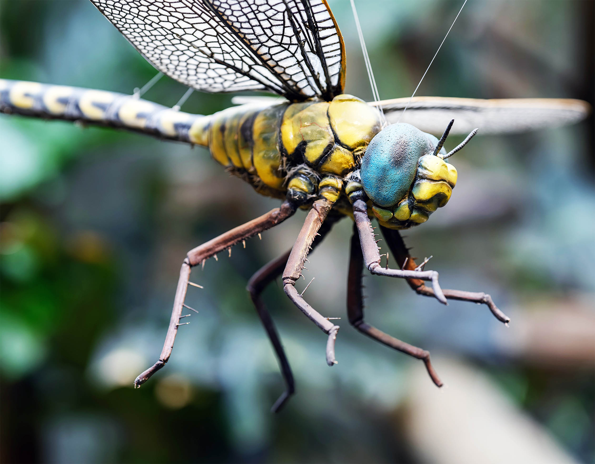 Giant Insects Once Ruled Earth — and Scientists Still Can't Explain Why