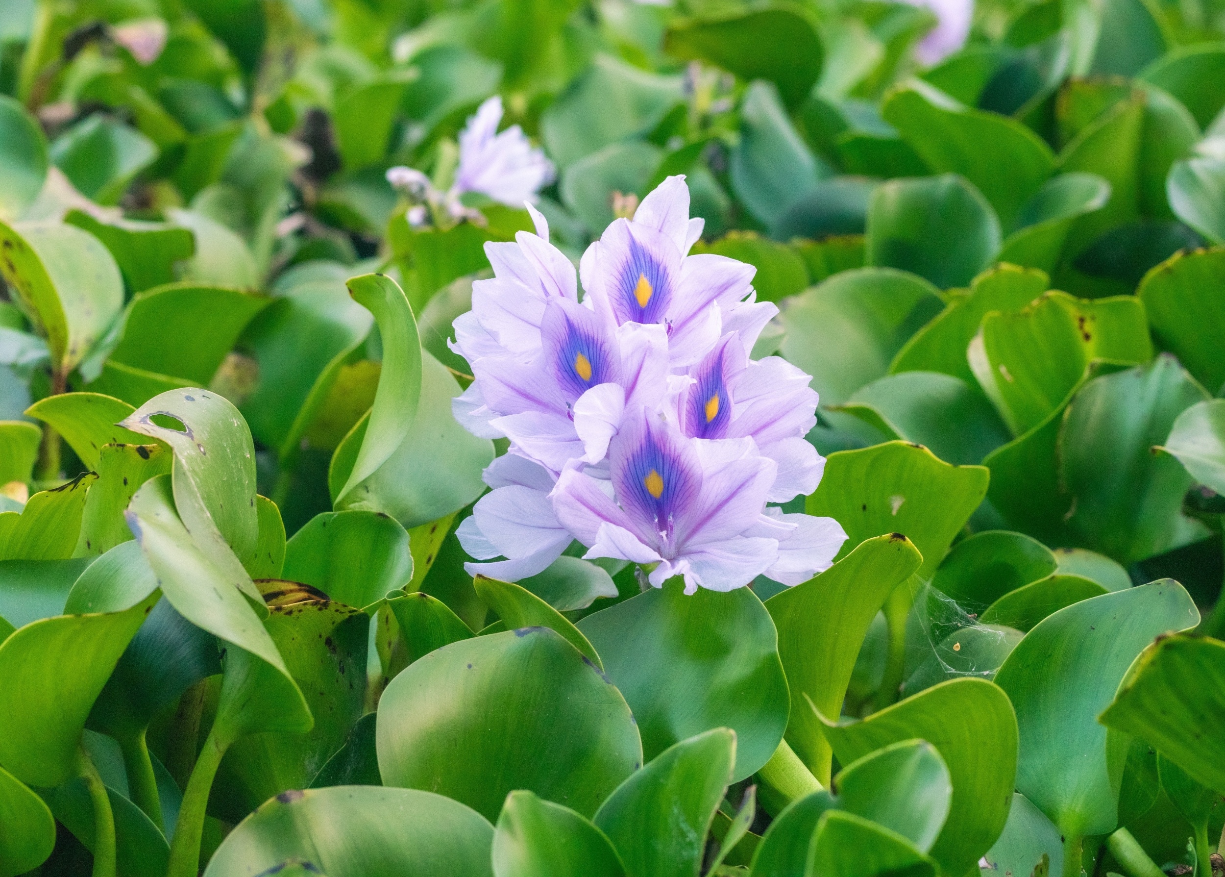 Invasive plants are moving into new regions as the climate changes