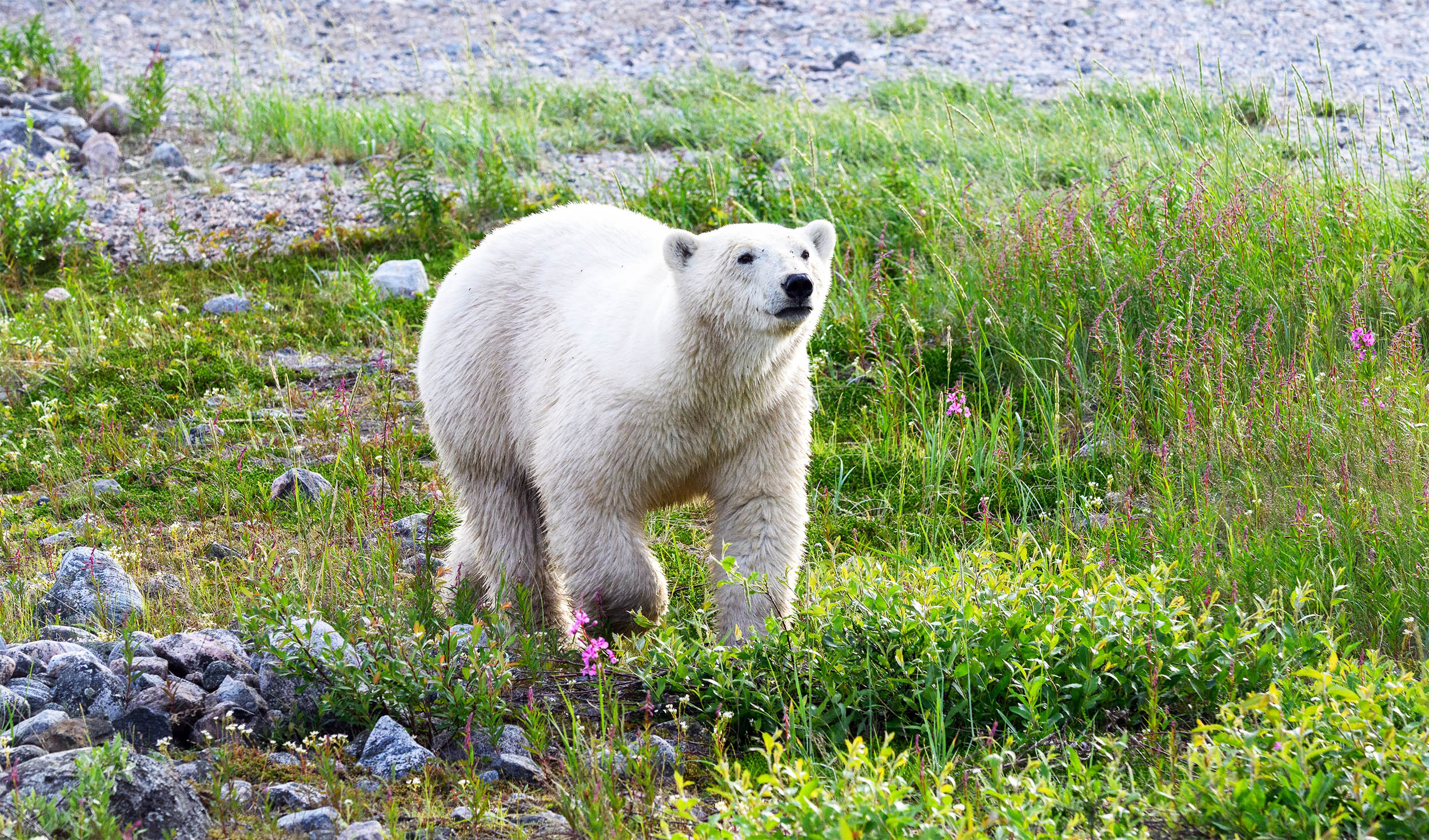 Polar bears are struggling in every aspect of their lives, but scientists are hoping to prevent extinction through genetic management