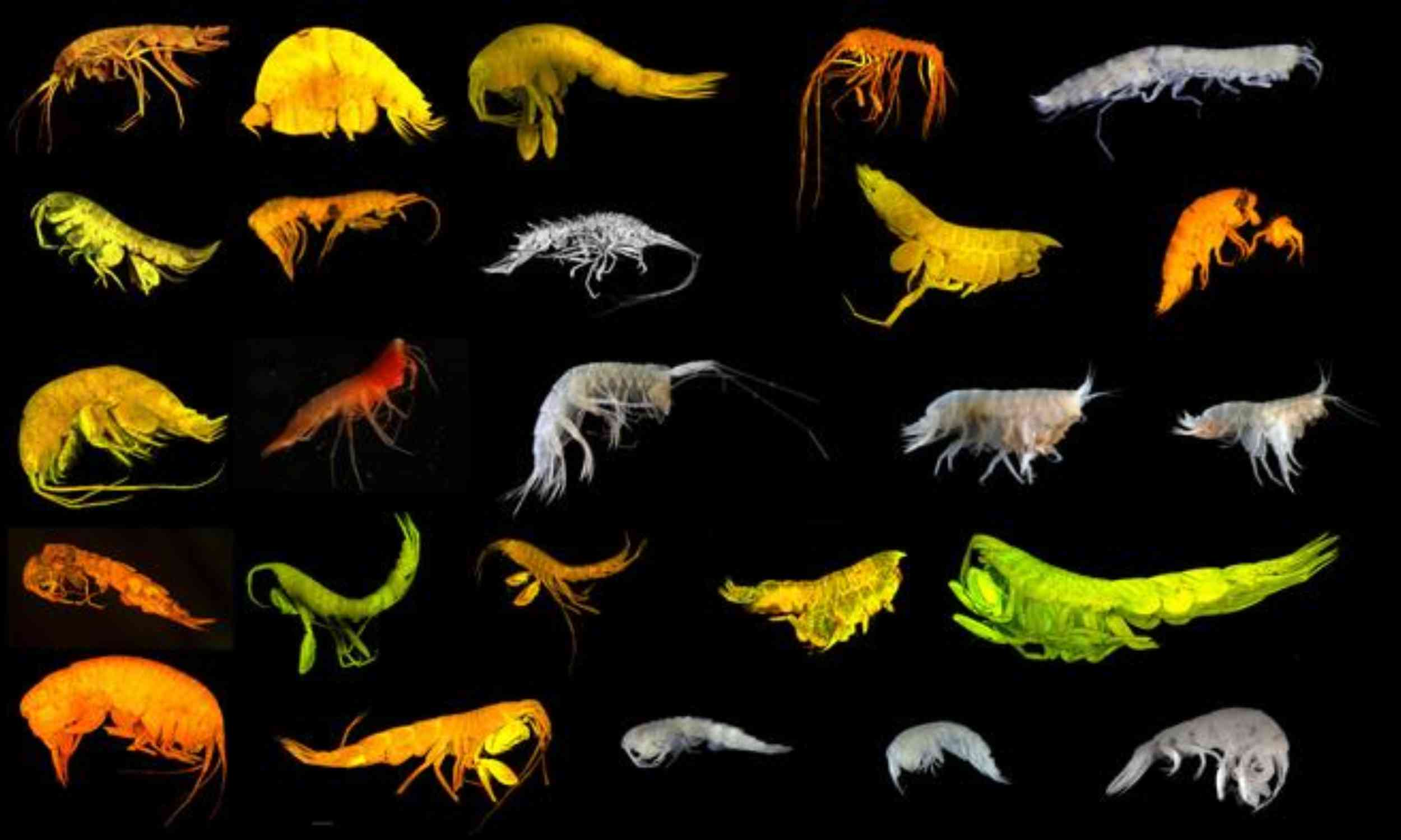 Deep-sea research reveals entirely new branch of life