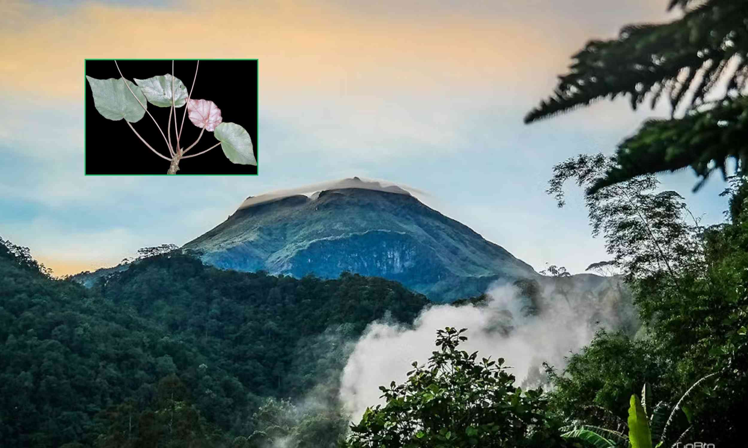 New species of begonia discovered in the Philippines