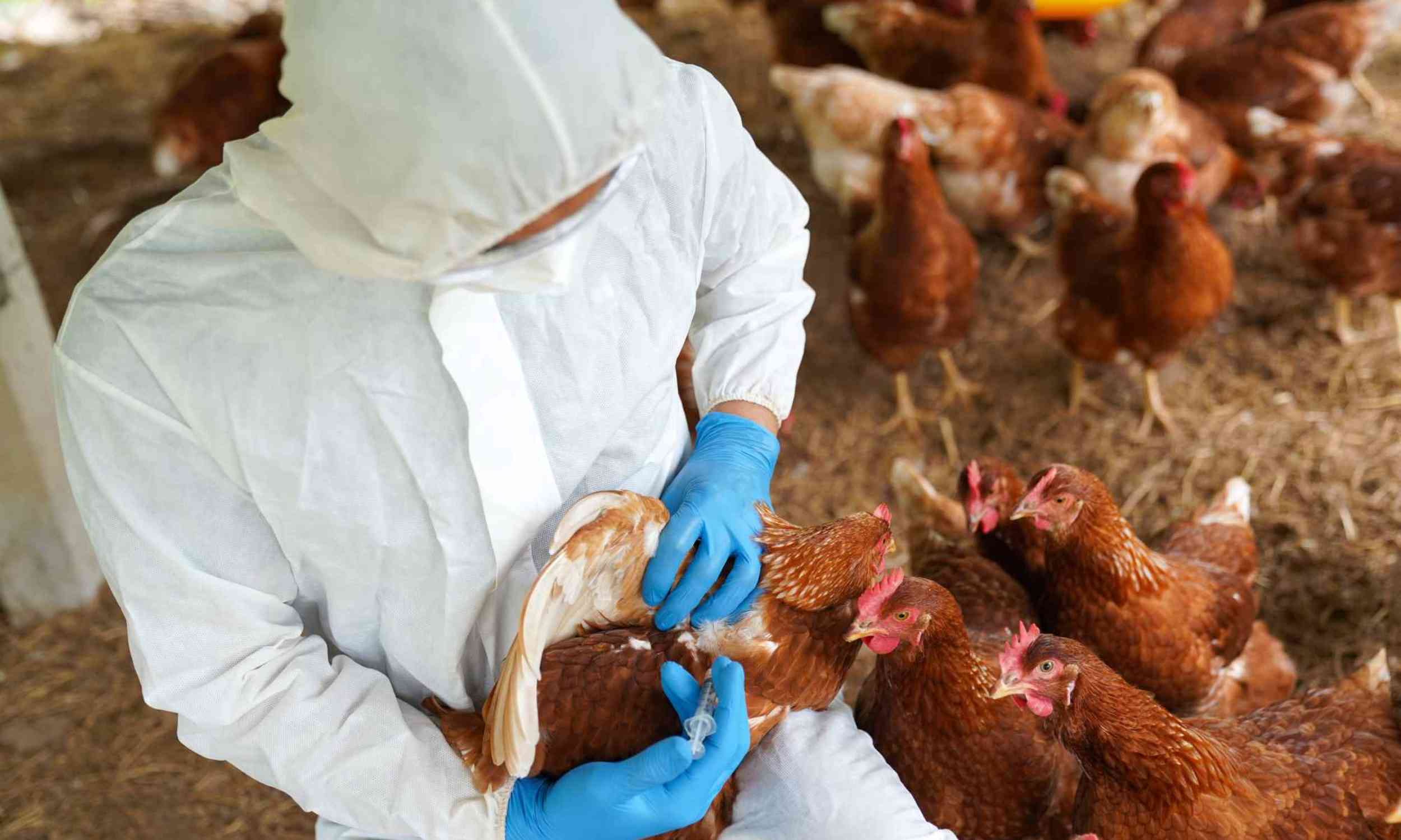 Scientists have identified major global hotspots for avian flu