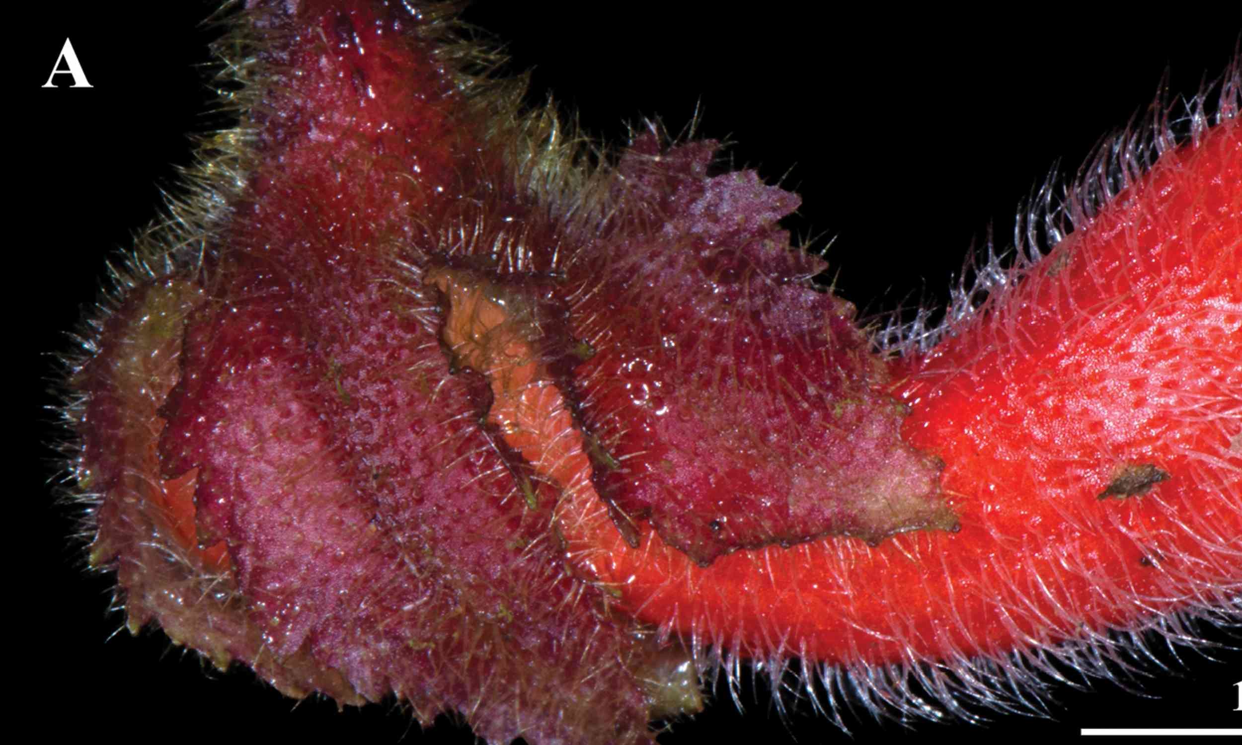 Three new plant species discovered along a single trail in Ecuador