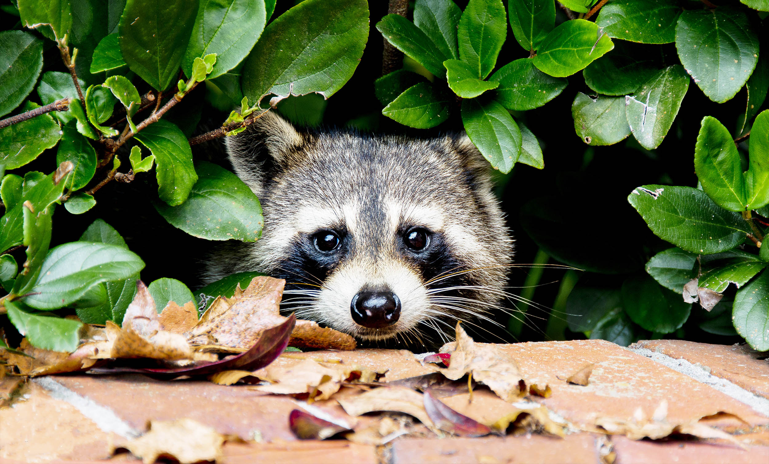 Study shows raccoons love solving puzzles 'just for fun,' one reason they thrive in cities