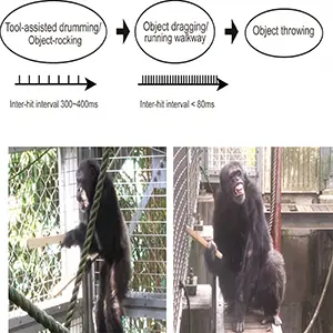 A captive male chimpanzee spontaneously produced long, multicomponent instrumental displays by drumming, dragging, and throwing self-detached objects. Accompanying play-face and silent bared teeth expressions suggest high arousal and positive affect, supporting the idea that affective vocal expression can be externalized through instrumental sound. Credit: The New York Academy of Sciences