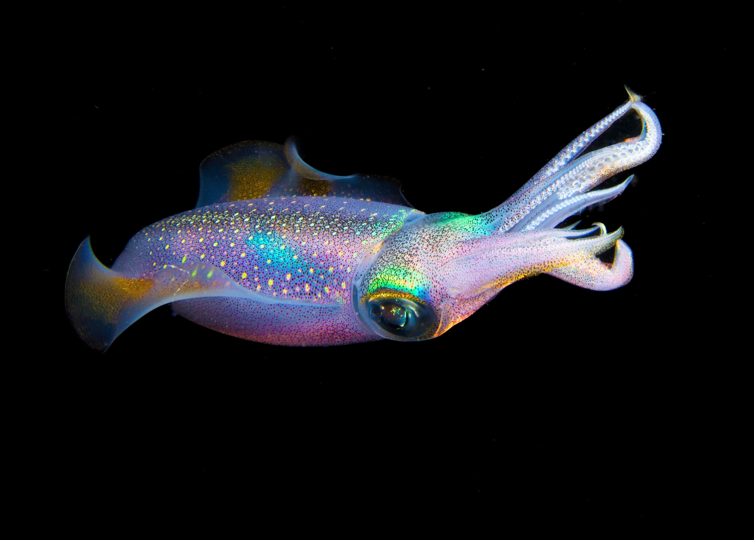 Squid evolution mystery finally solved with new genomes