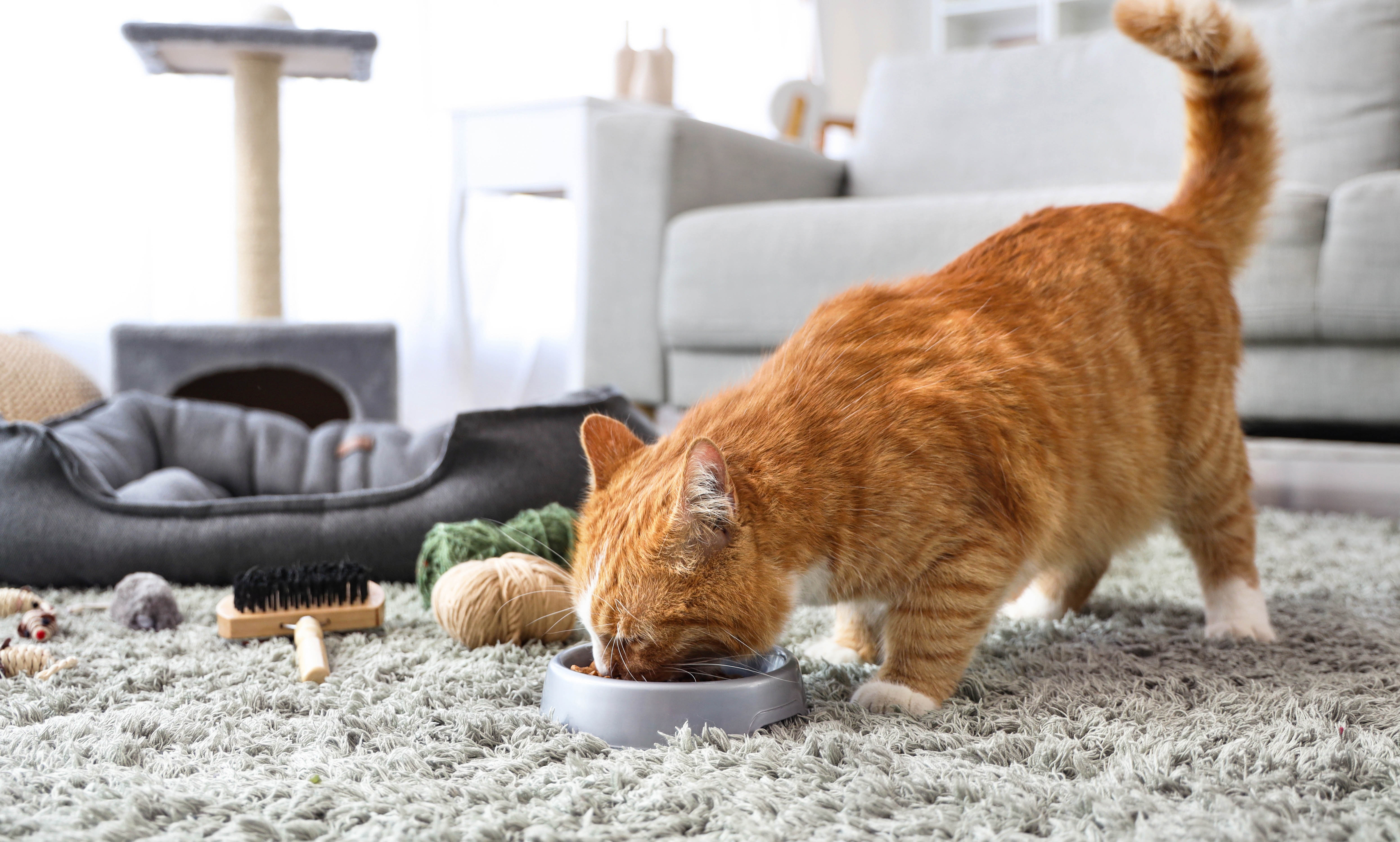 Cats don’t just eat once or twice a day: A new study tracked their real feeding rhythm