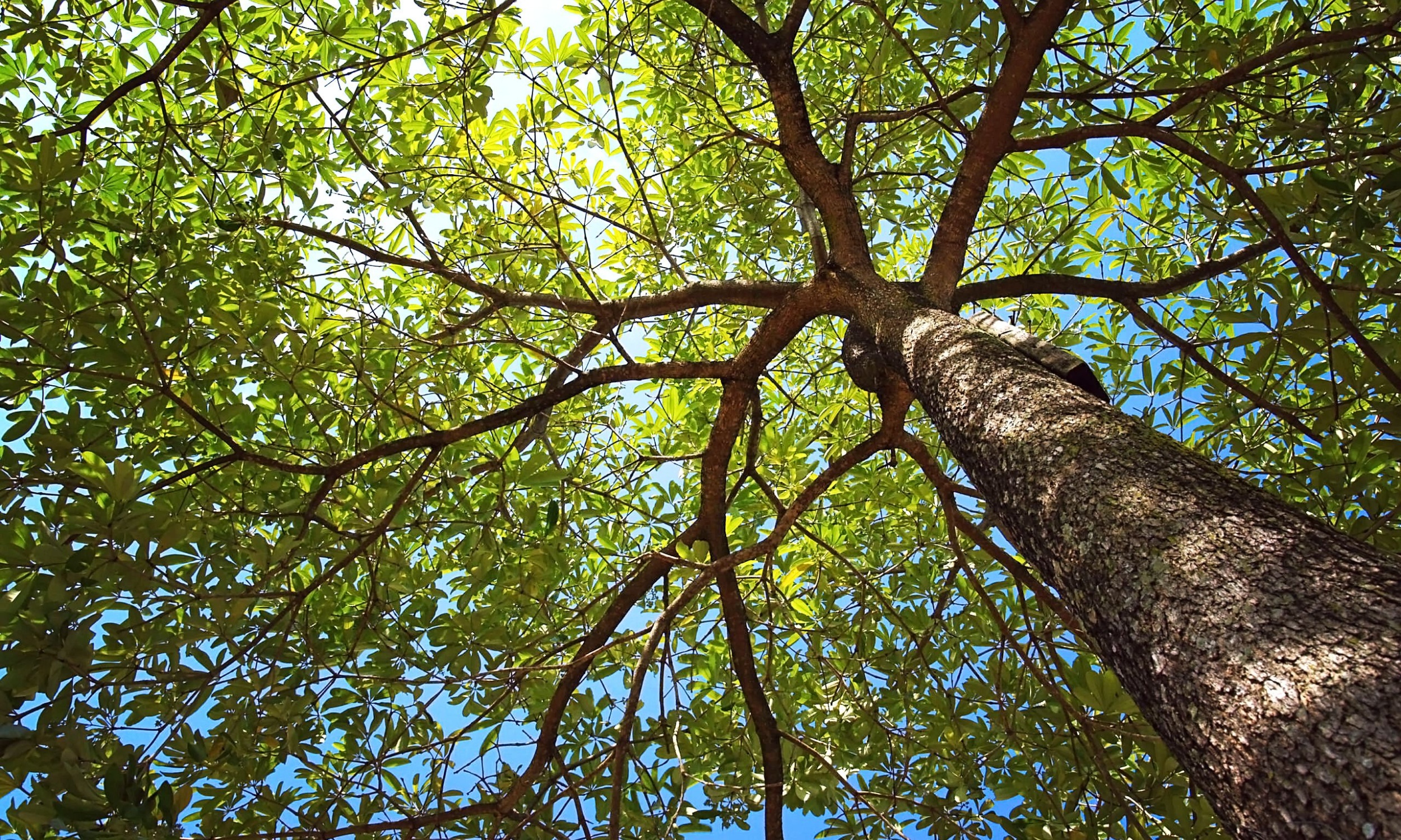 Trees show they need water by lifting and drooping branches