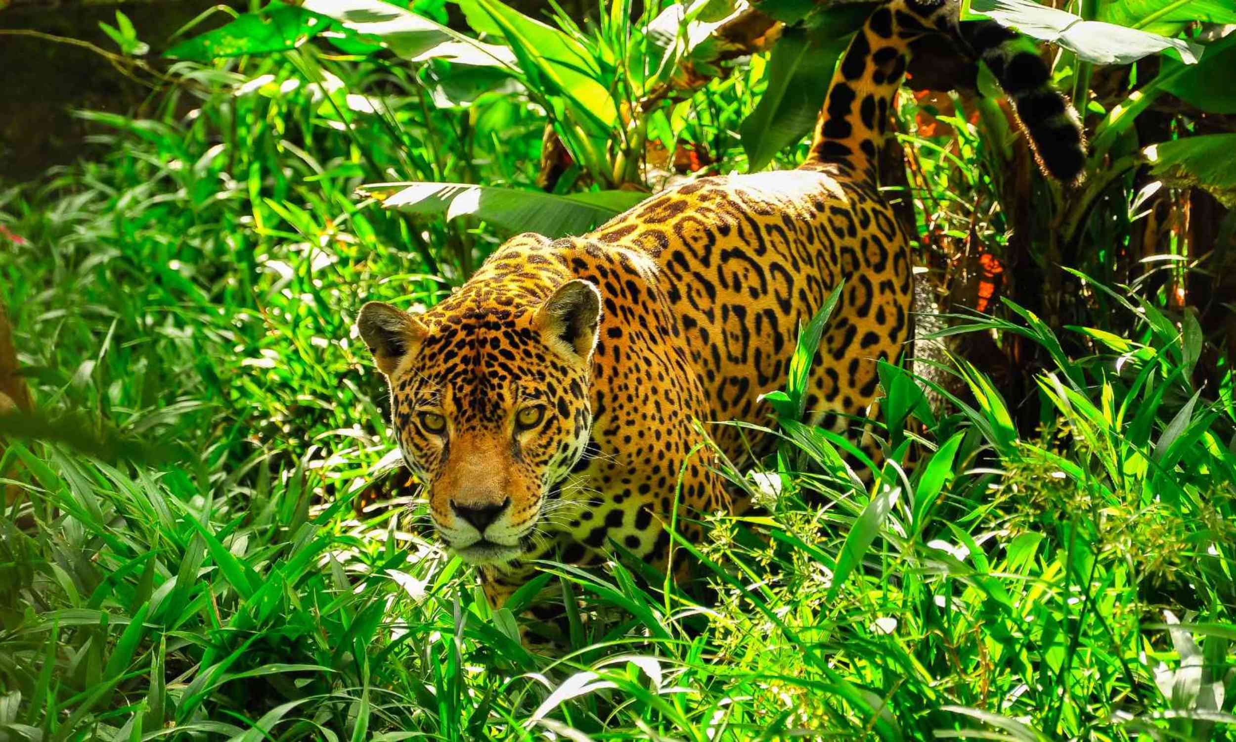 Camera traps reveal a hidden world of jaguars, tapirs and pumas in Mexico’s Maya Forest