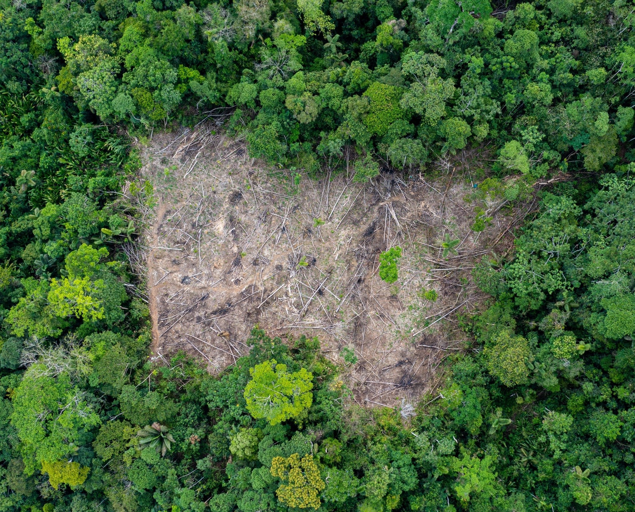 Forest carbon credit program may reward deforestation, not stop it