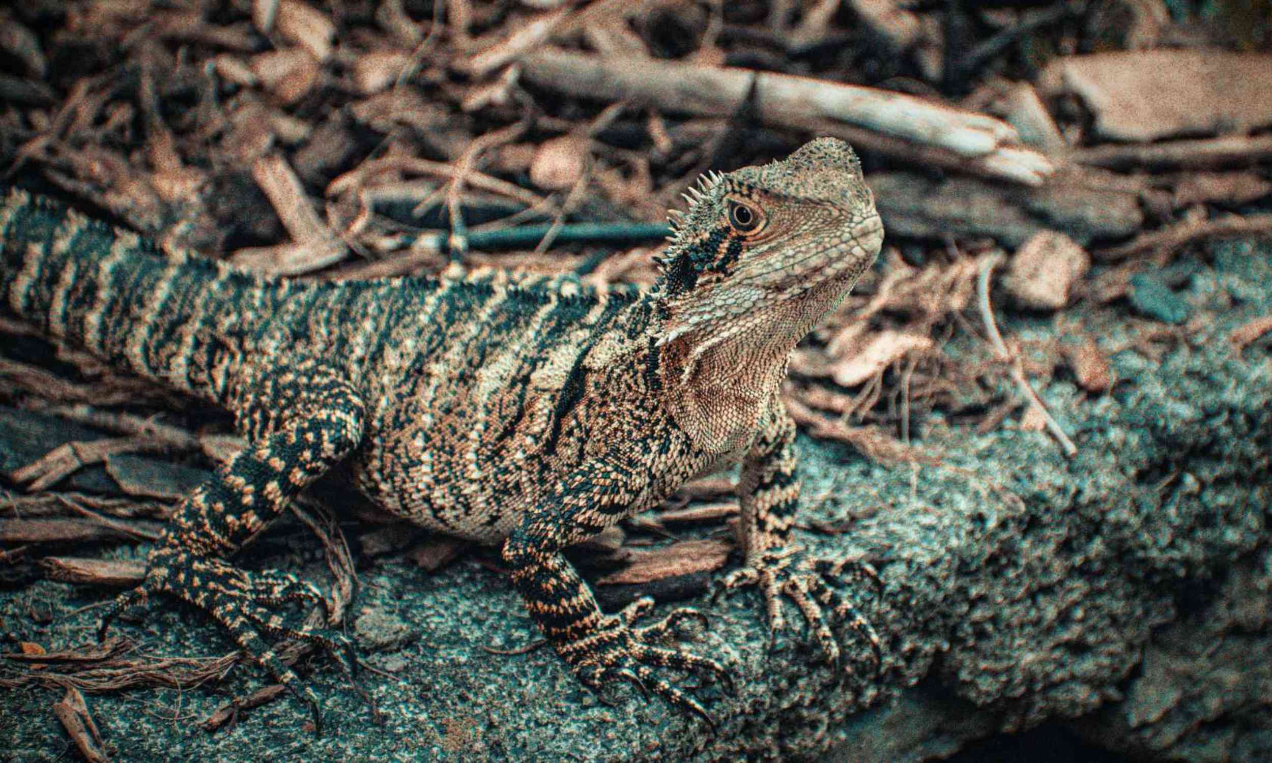 Fossils reveal how warming pushed an Australian lizard uphill