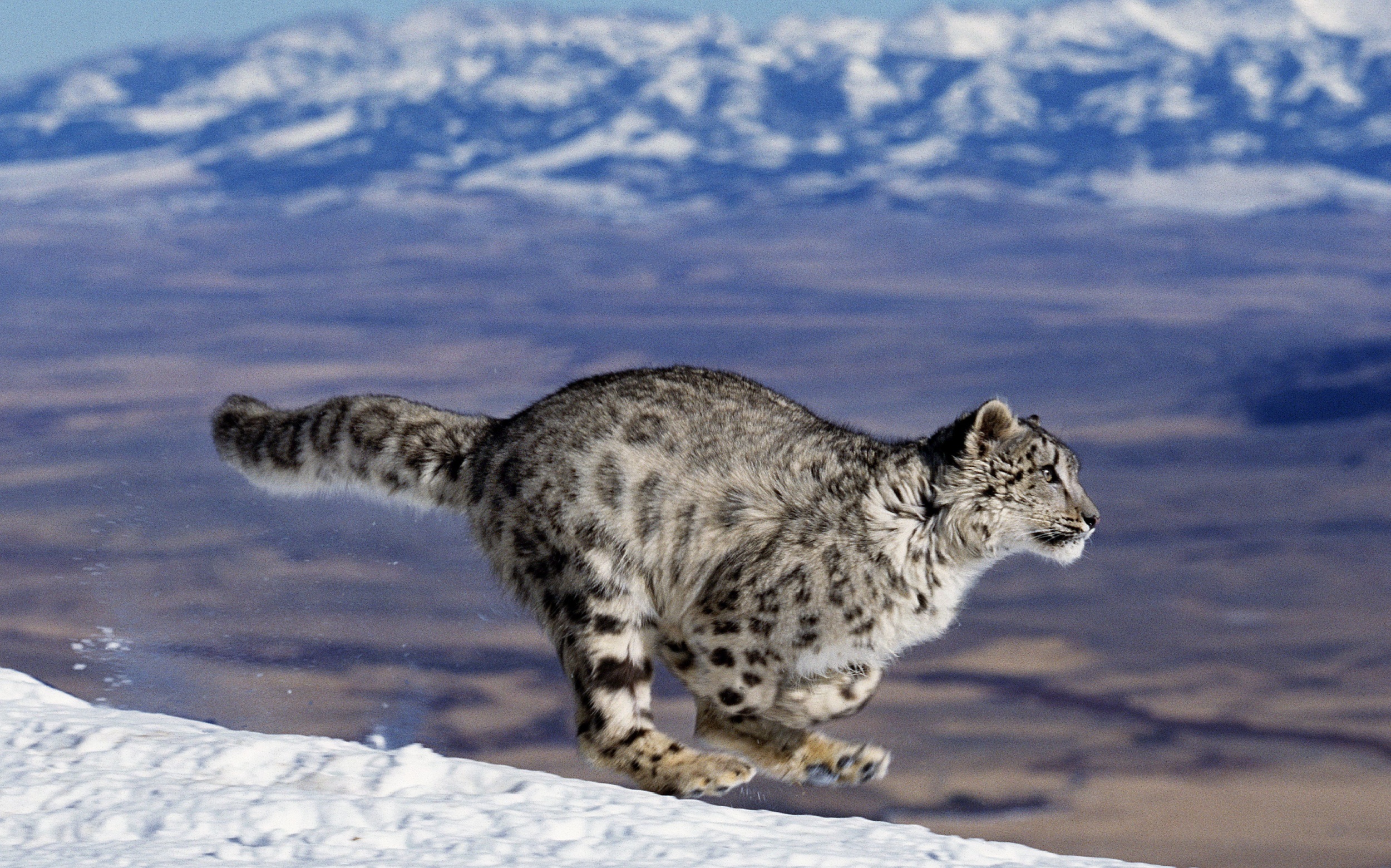 How three fierce predators coexist on the same mountain