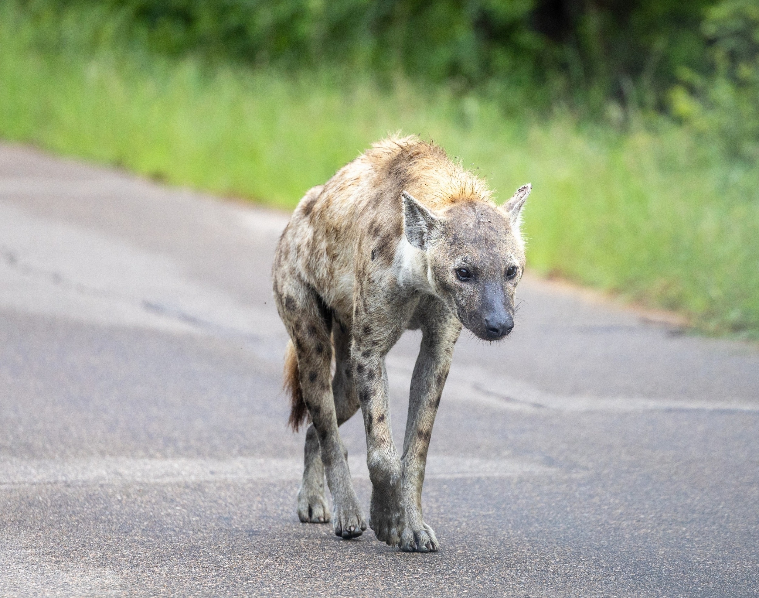 Why some predators thrive near humans while others disappear