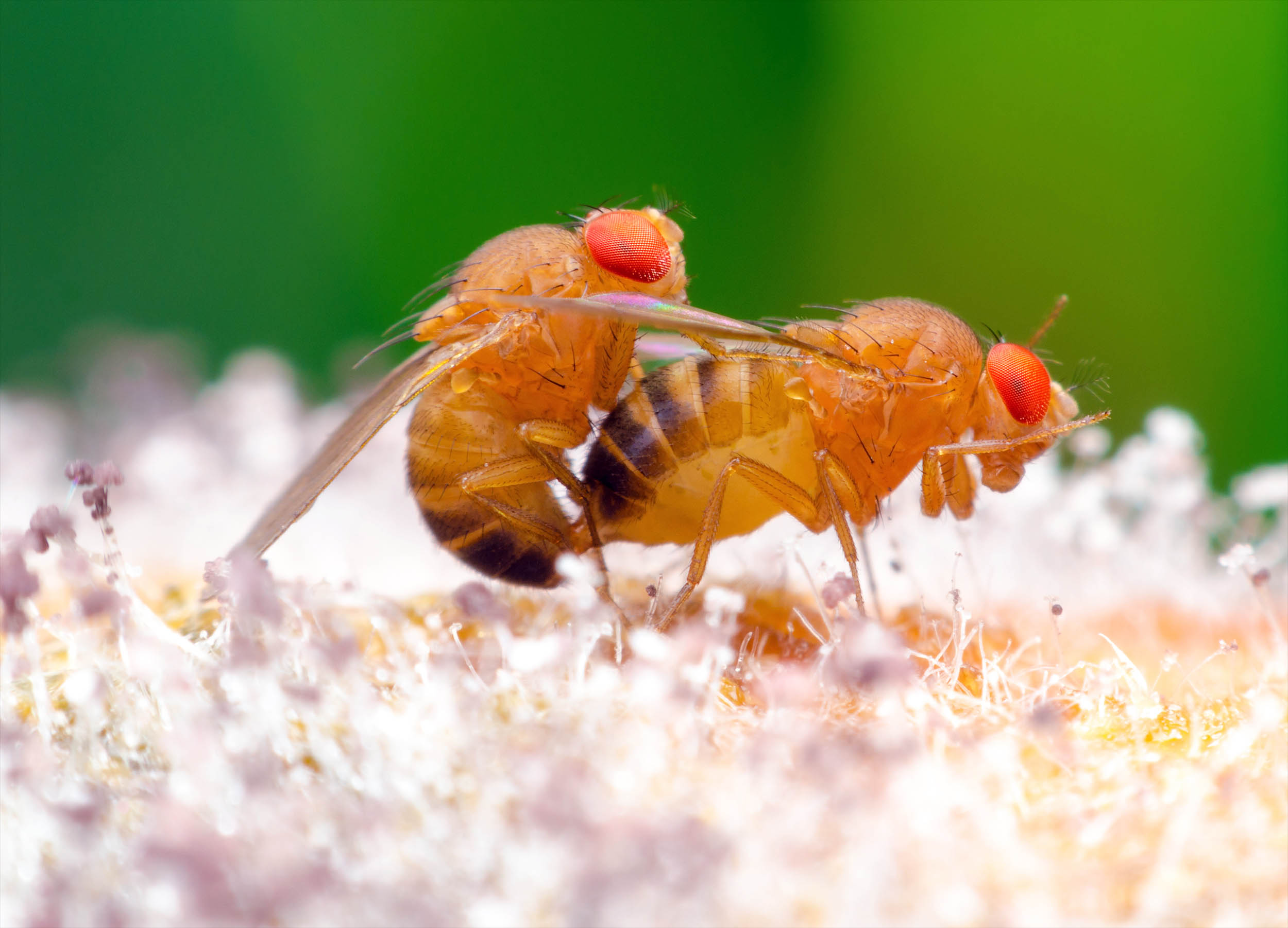 Mating songs are usually hard-wired in DNA, but some animals have learned to change their tune