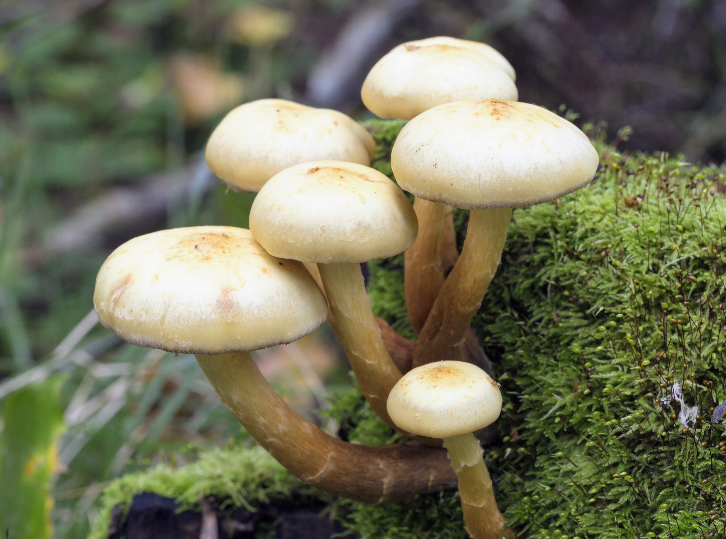 Forest mushrooms communicate - and urine changes the message