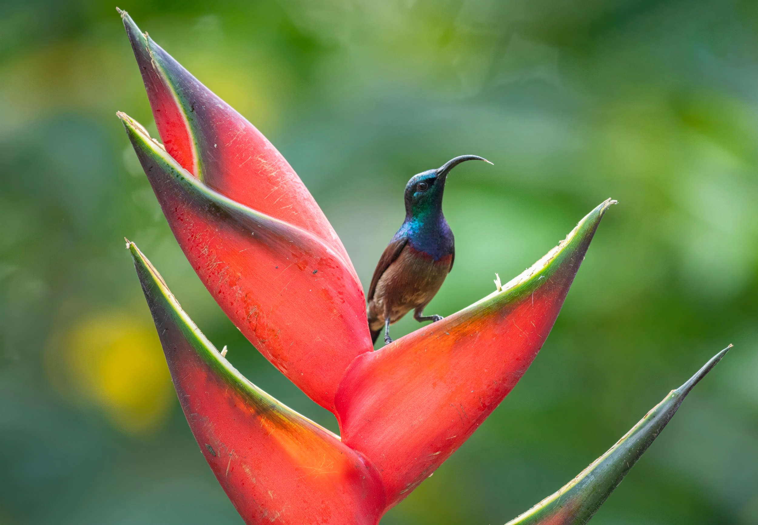 Sunbirds use a unique suction trick to drink nectar