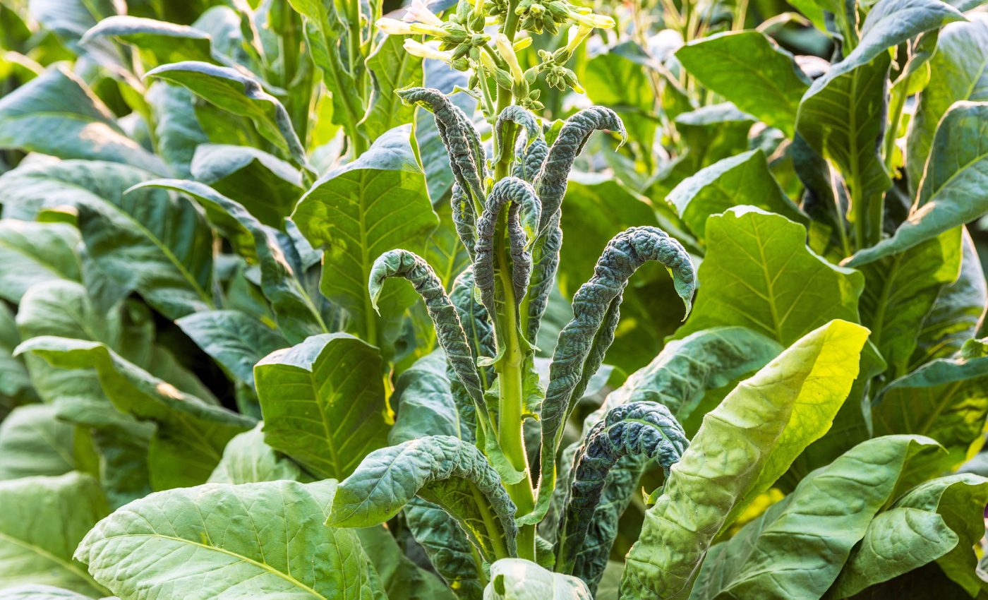 genetically engineered tobacco Scientists engineer tobacco plant to produce five psychedelics