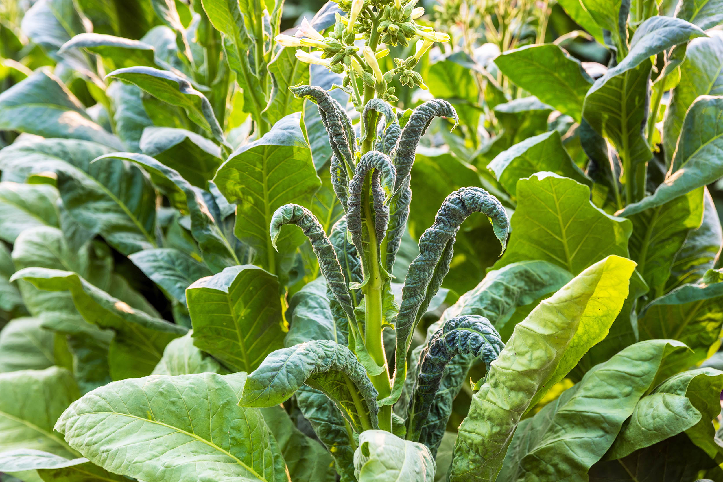 Scientists genetically engineer tobacco plants that produce five different psychedelic drugs