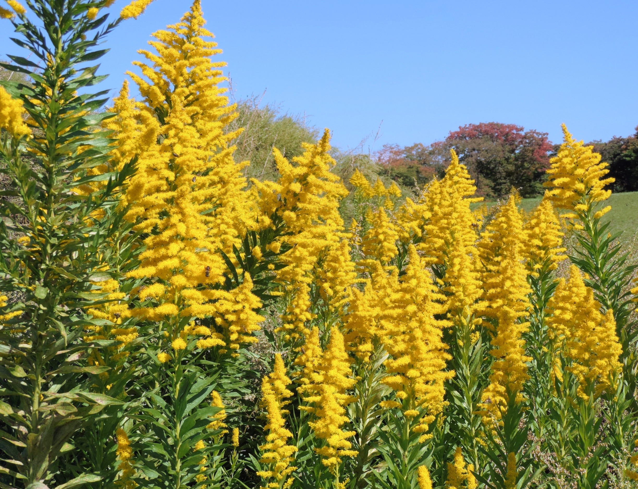 Climate change may give invasive plants a powerful new advantage