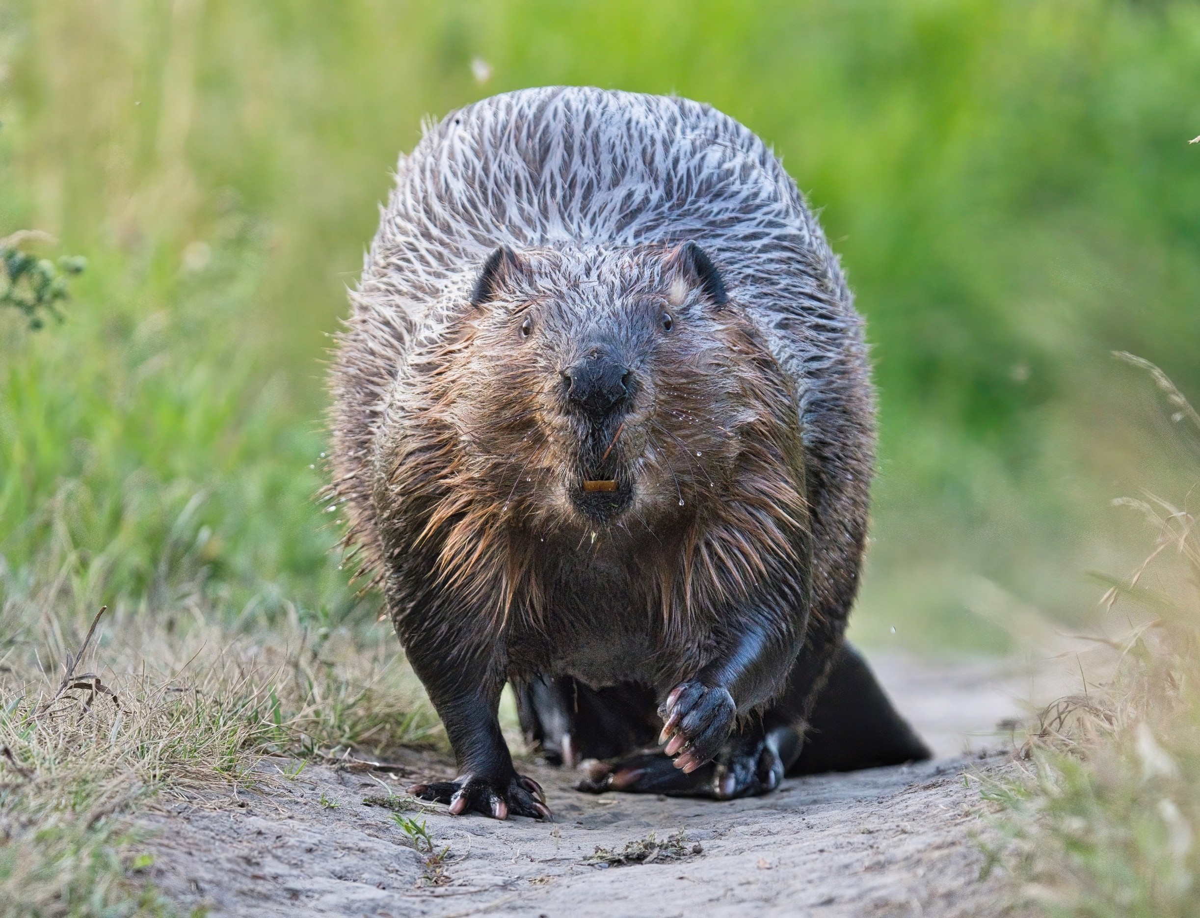 International Beaver Day: Why beavers are nature’s most powerful engineers