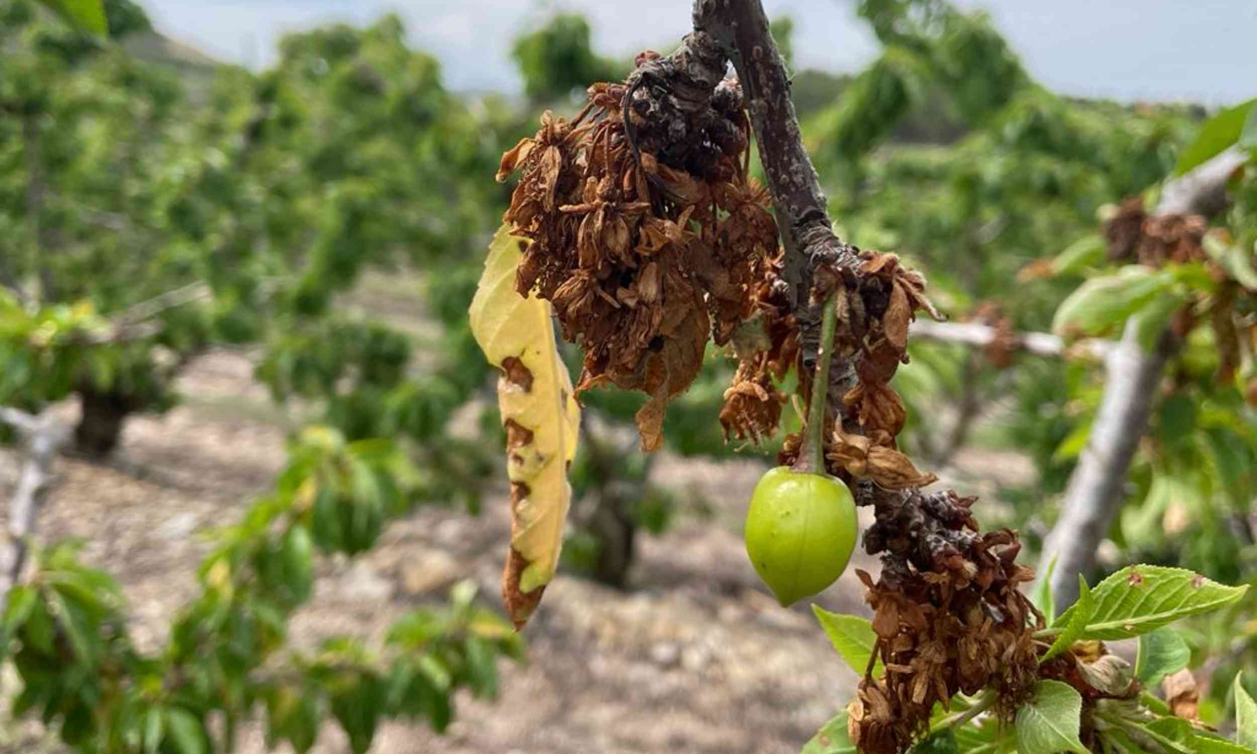 Fungus that rots trees from the inside out may be hiding a climate problem