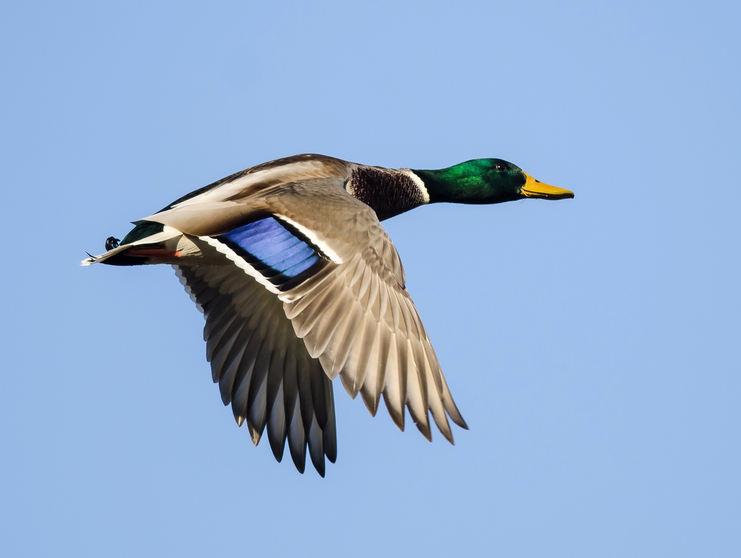 Wild Bird Migration Patterns Influence Bird Flu Spread