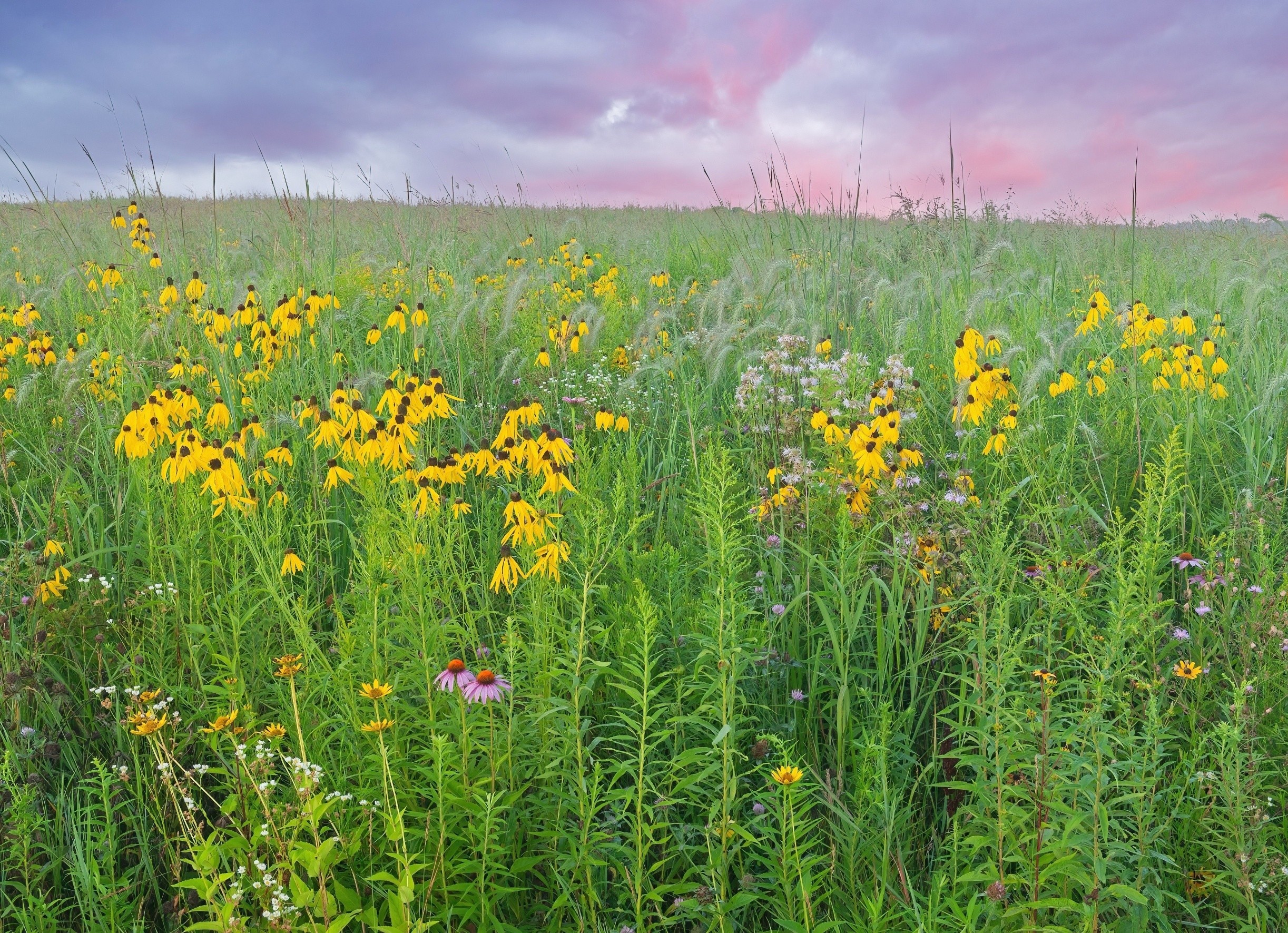 Prairie plants reveal a hidden defense against climate extremes