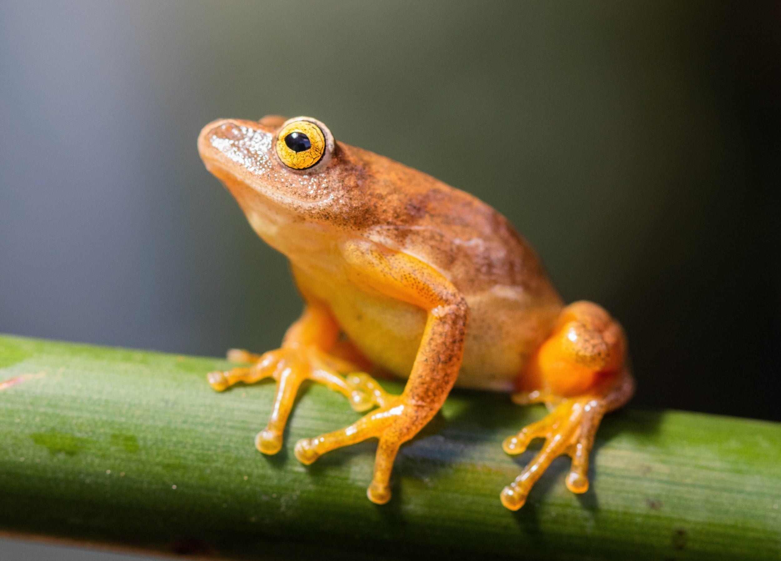 Ancient climate change still shapes African frog diversity