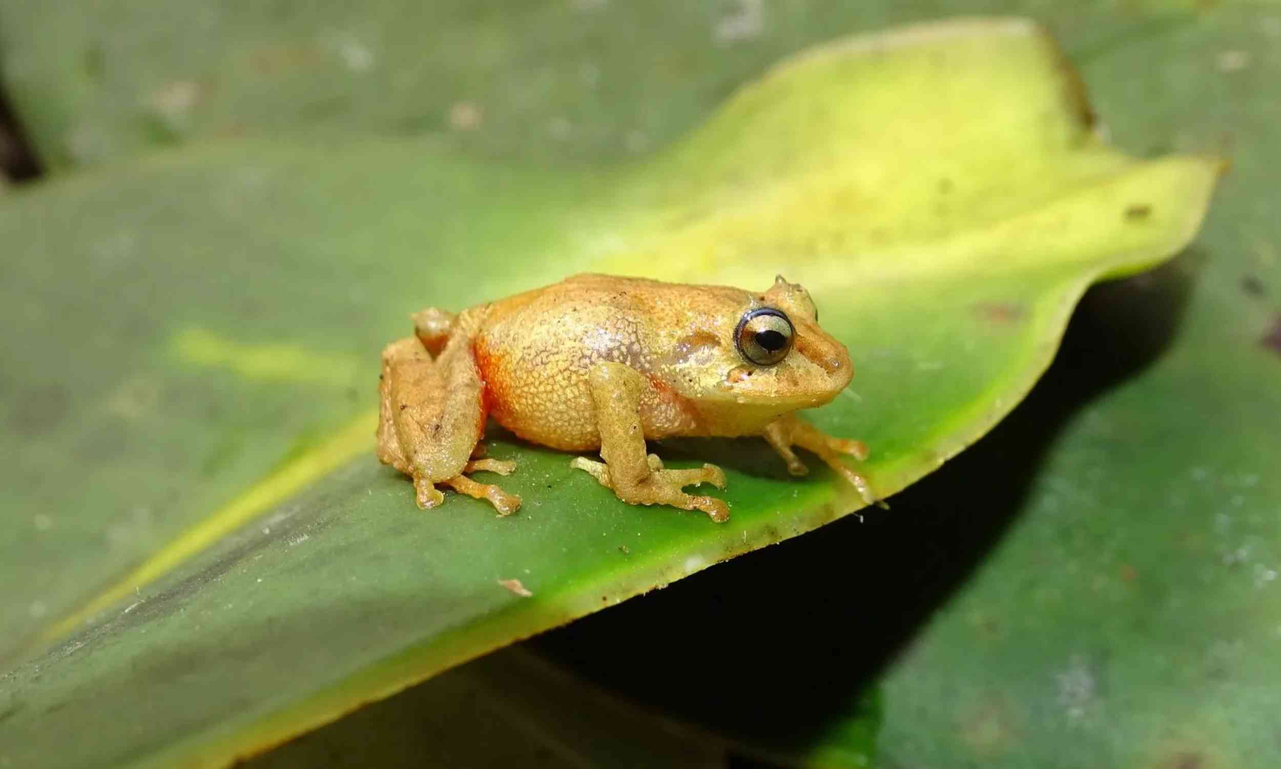 Scientists discover bright-bellied frog in the Andes - and no one knows why it’s red