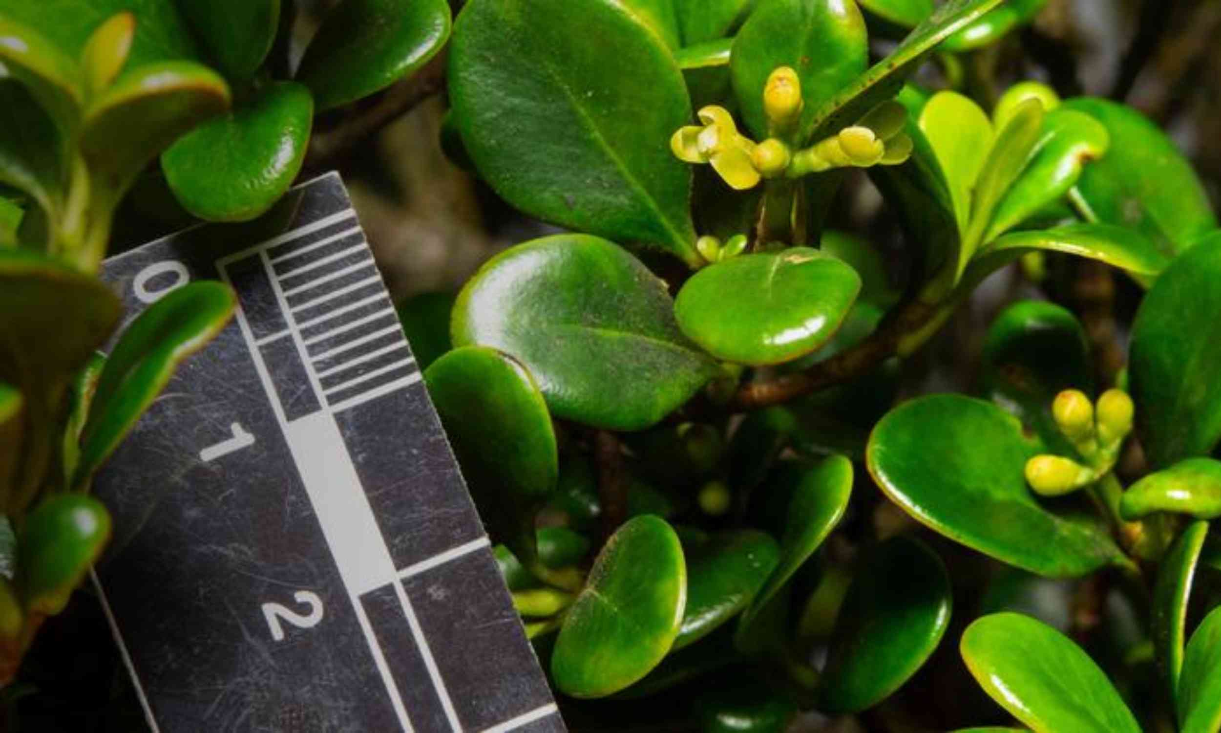 Tree species discovered in Panama is already at risk of extinction