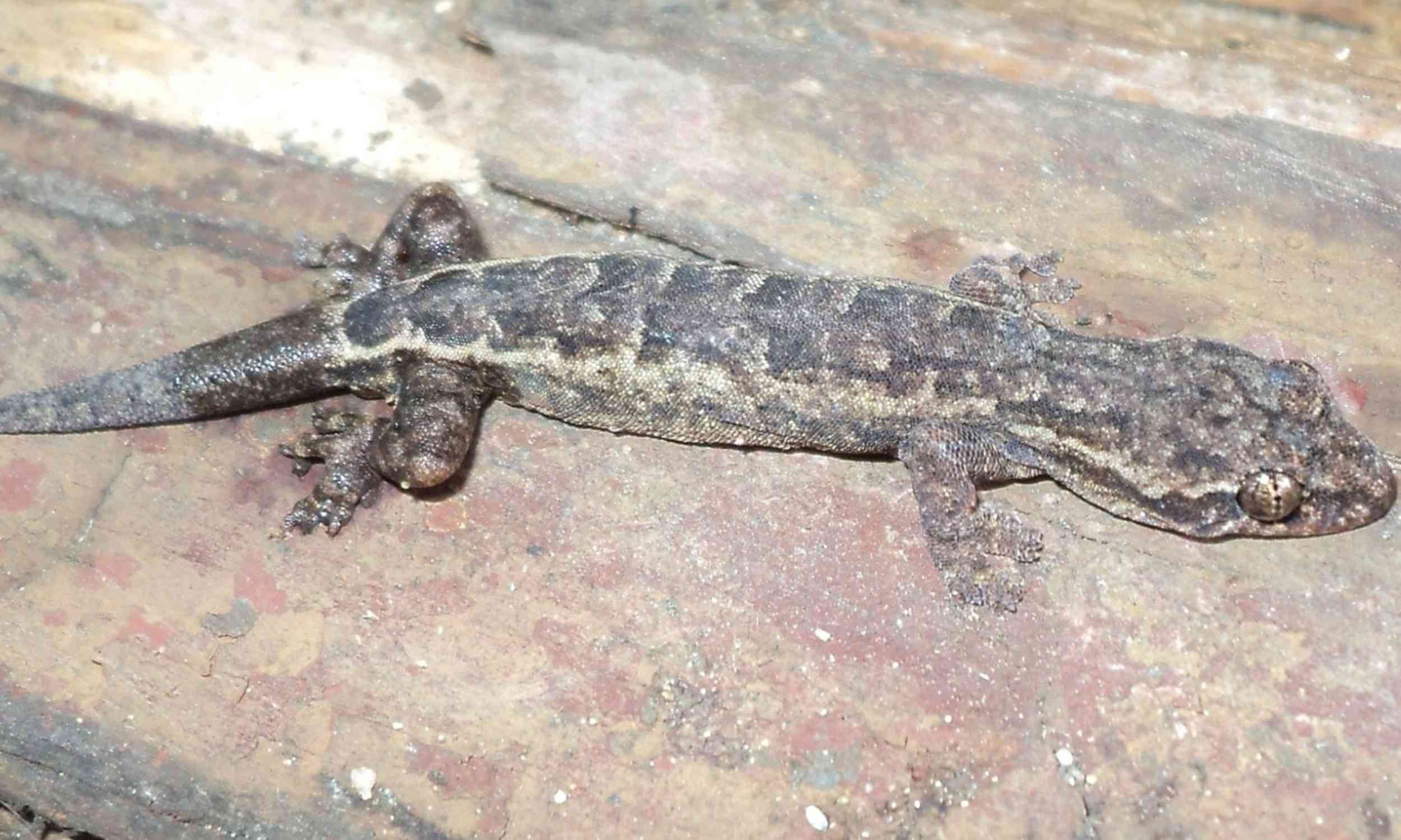 Hidden gecko species discovered in Vietnam’s karst landscape