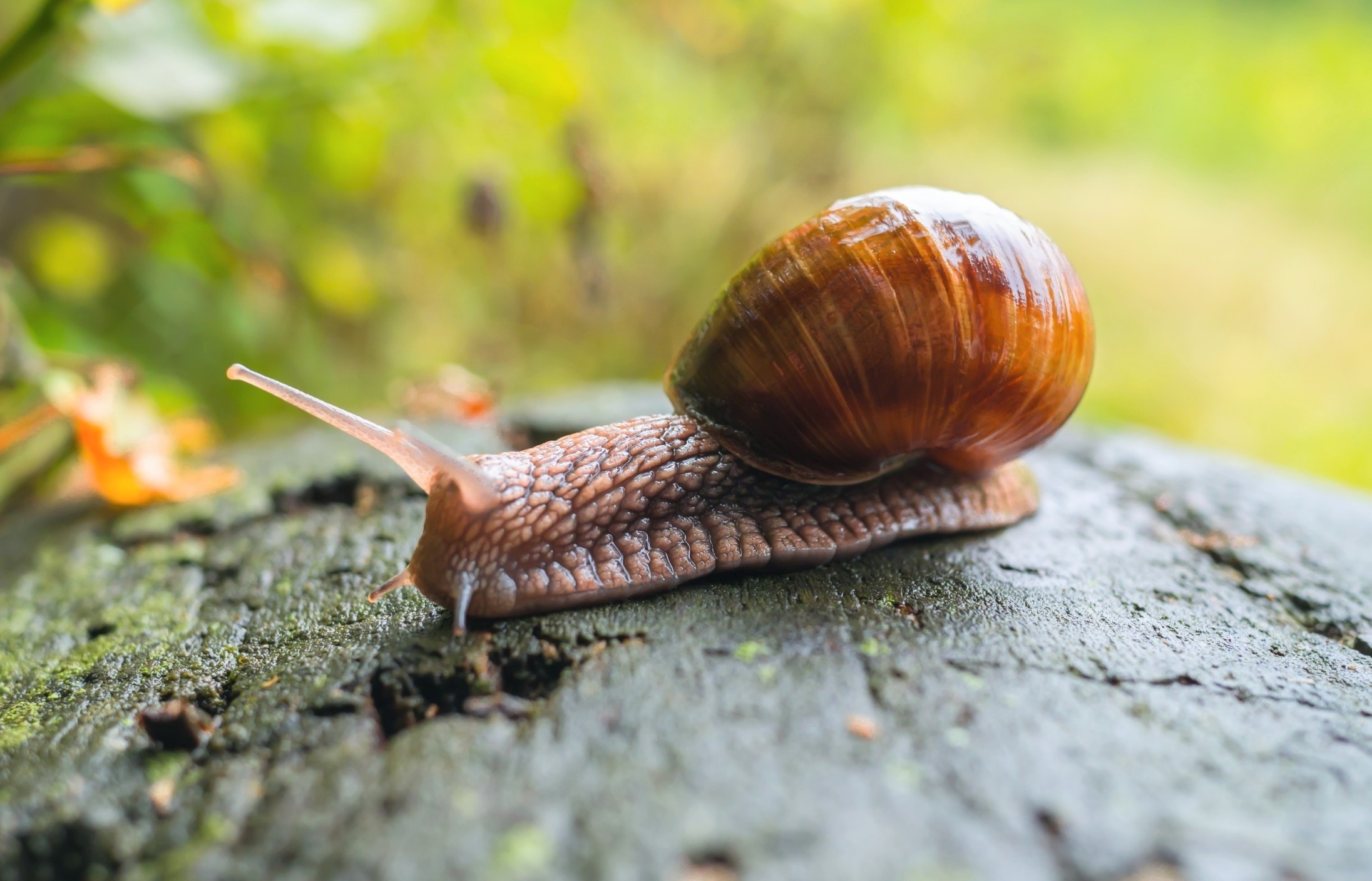 Simple traits can predict how species will respond to climate change