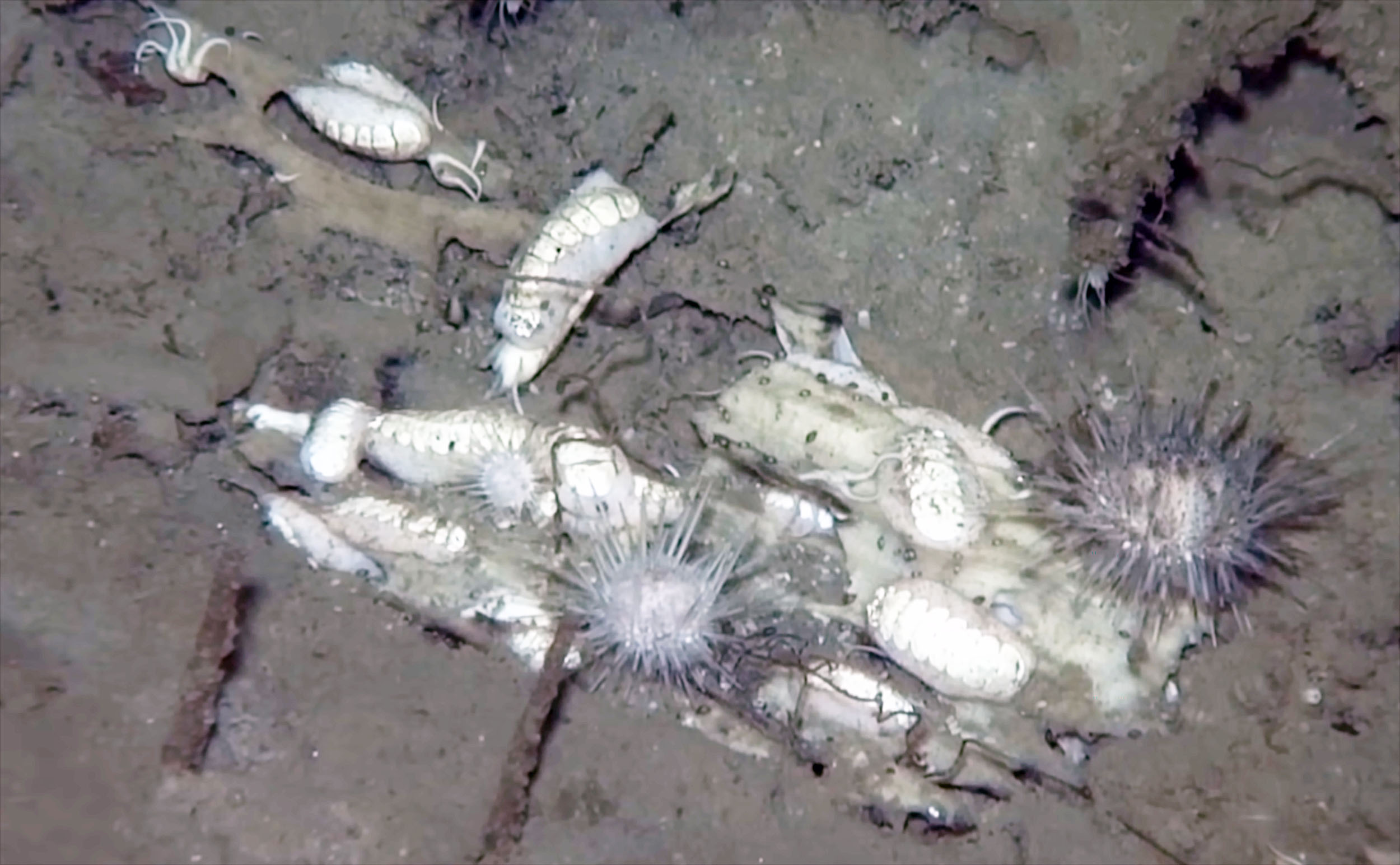 Scientists poll the internet to name a strange new deep-sea creature discovered 18,045 feet