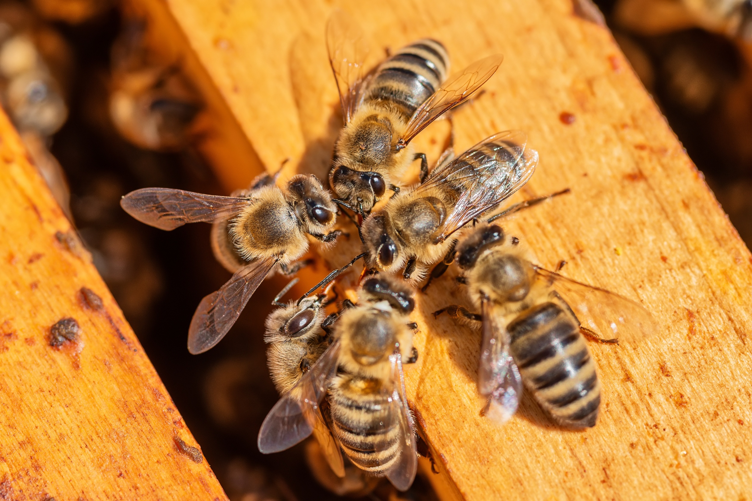 Bees handle extreme heat better when they’re not alone - Earth.com