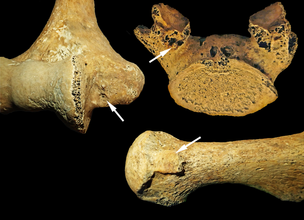 Prehistoric burials show gender roles were not so rigid - Earth.com