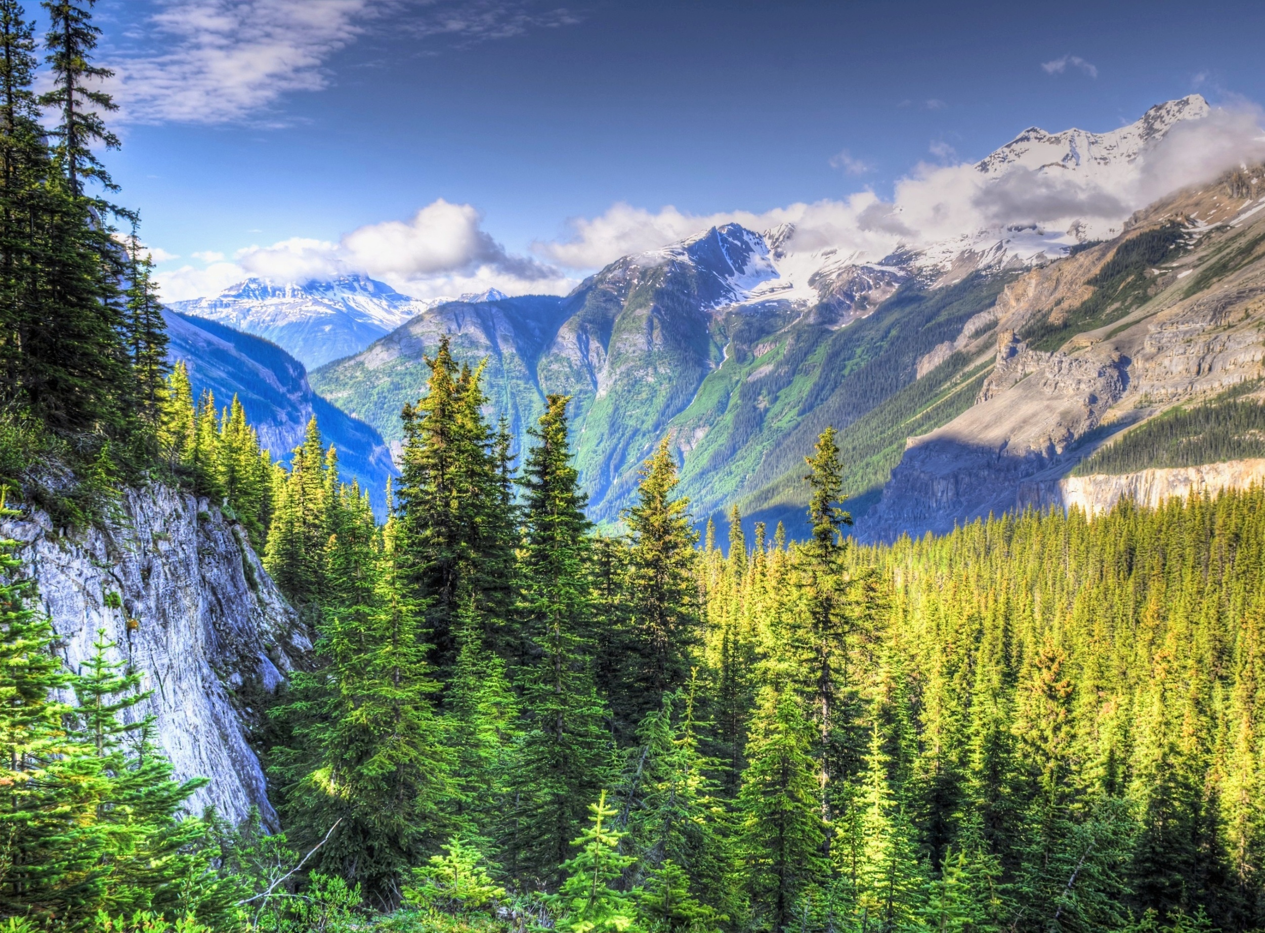 Mountain treelines are shifting - and not always upward