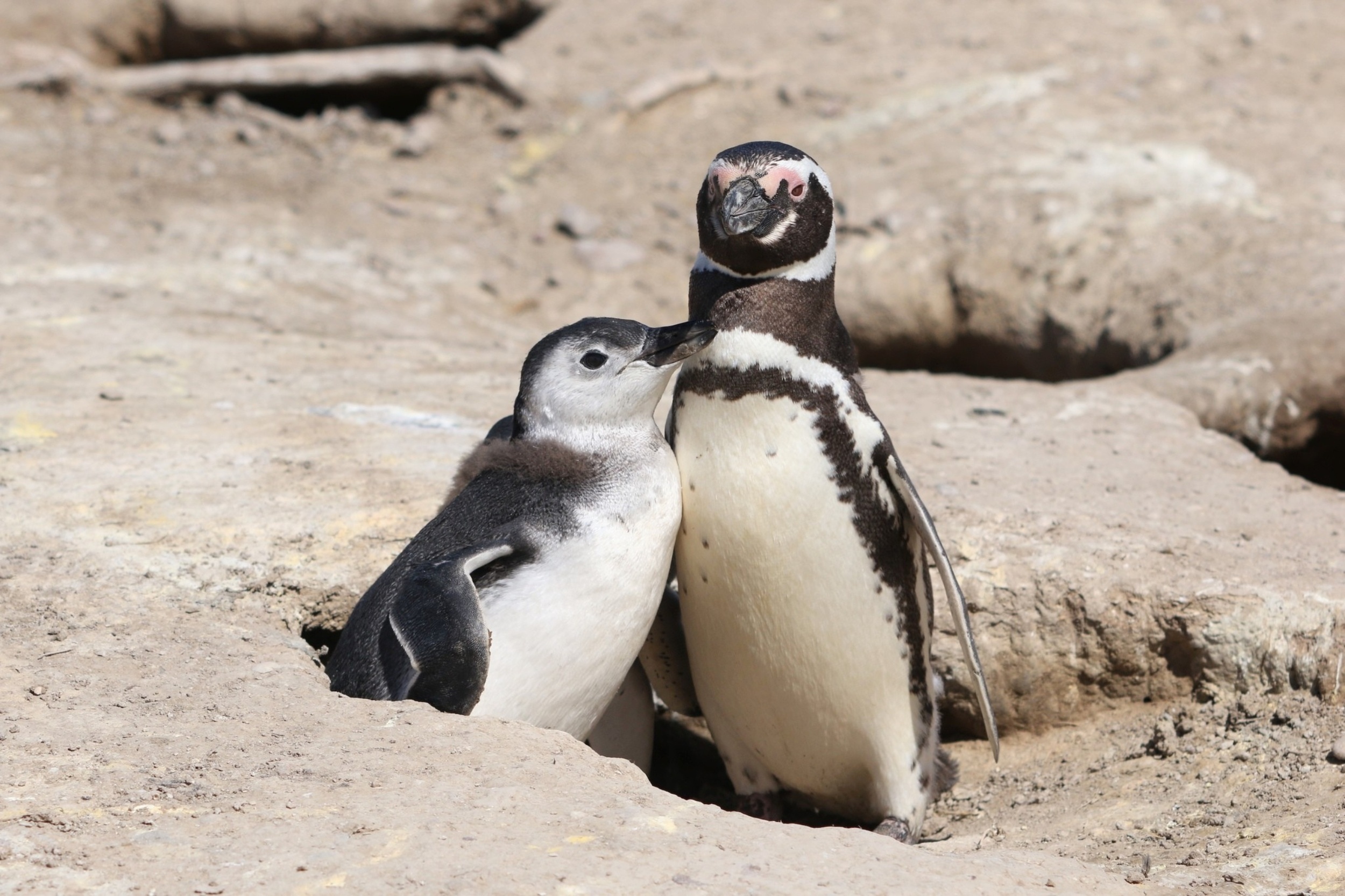 Penguins are revealing hidden 'forever chemicals' in remote oceans