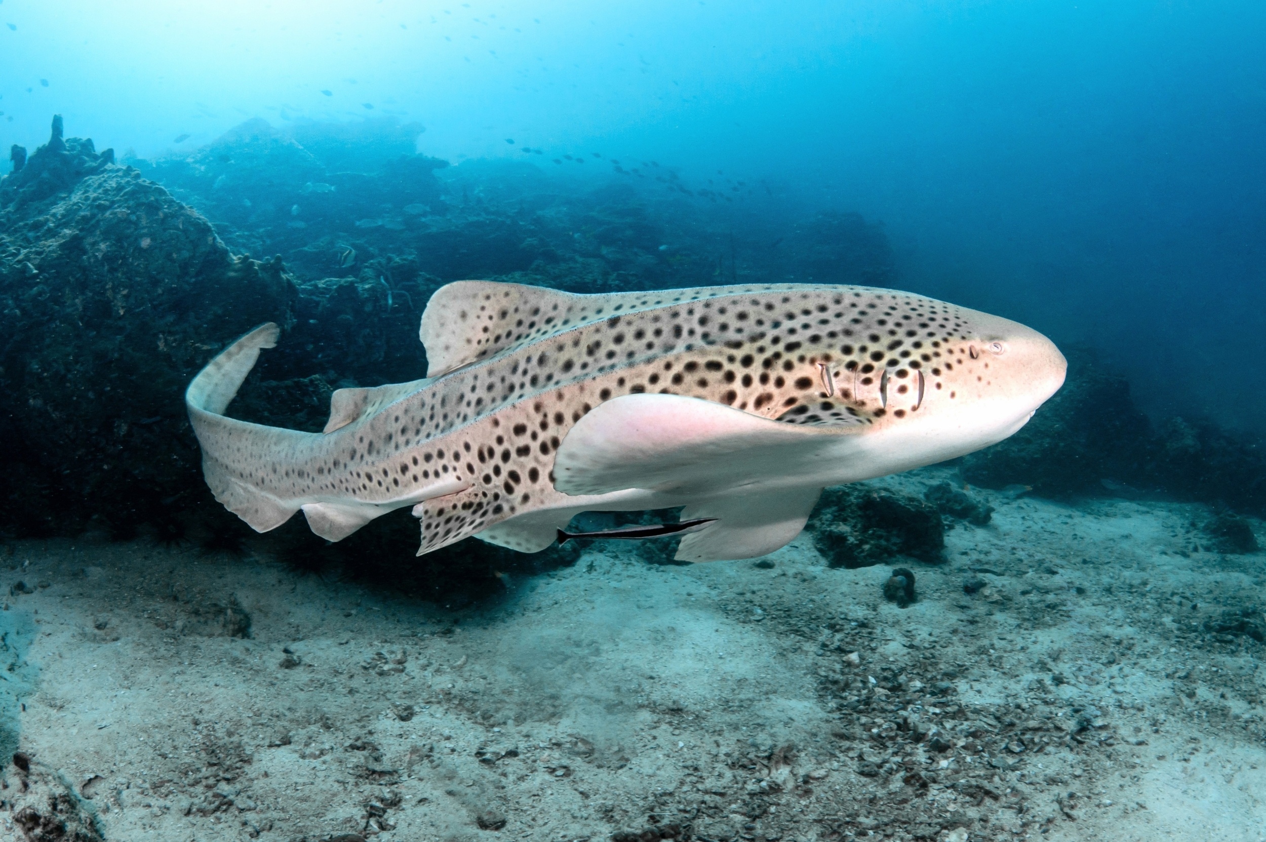 Bottom trawling is catching thousands of fish species, including many at risk
