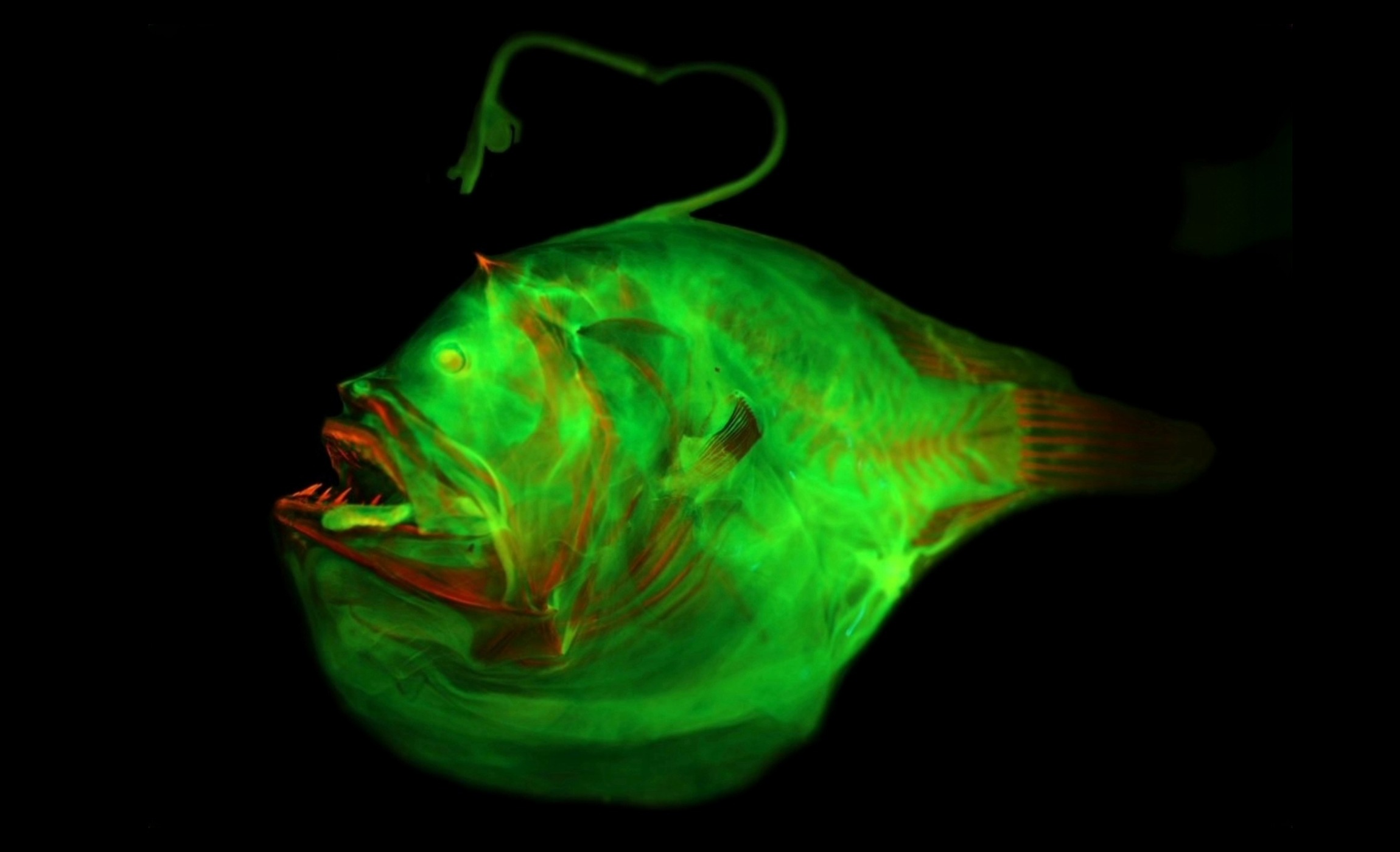 Anglerfish lures evolved over millions of years into glowing survival tools