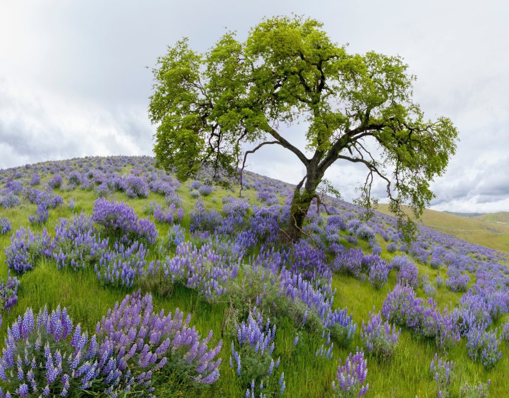Plants have an internal thermostat that helps roots grow in the heat