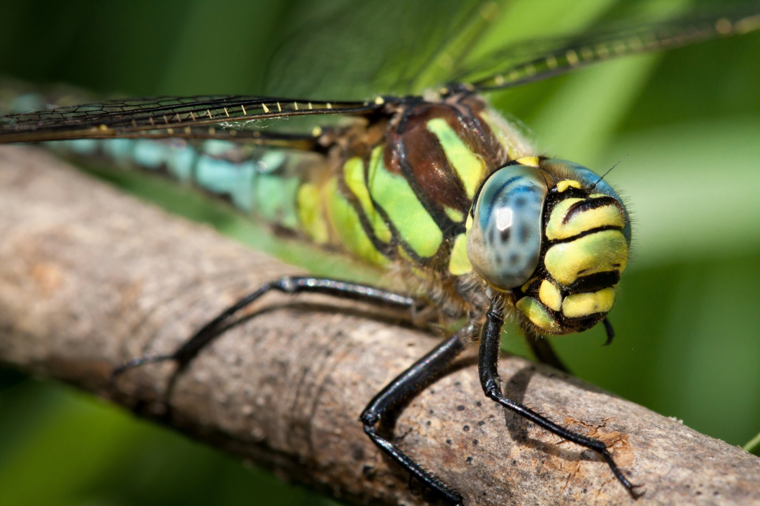Dragonflies can see invisible light - and it could advance medical technology