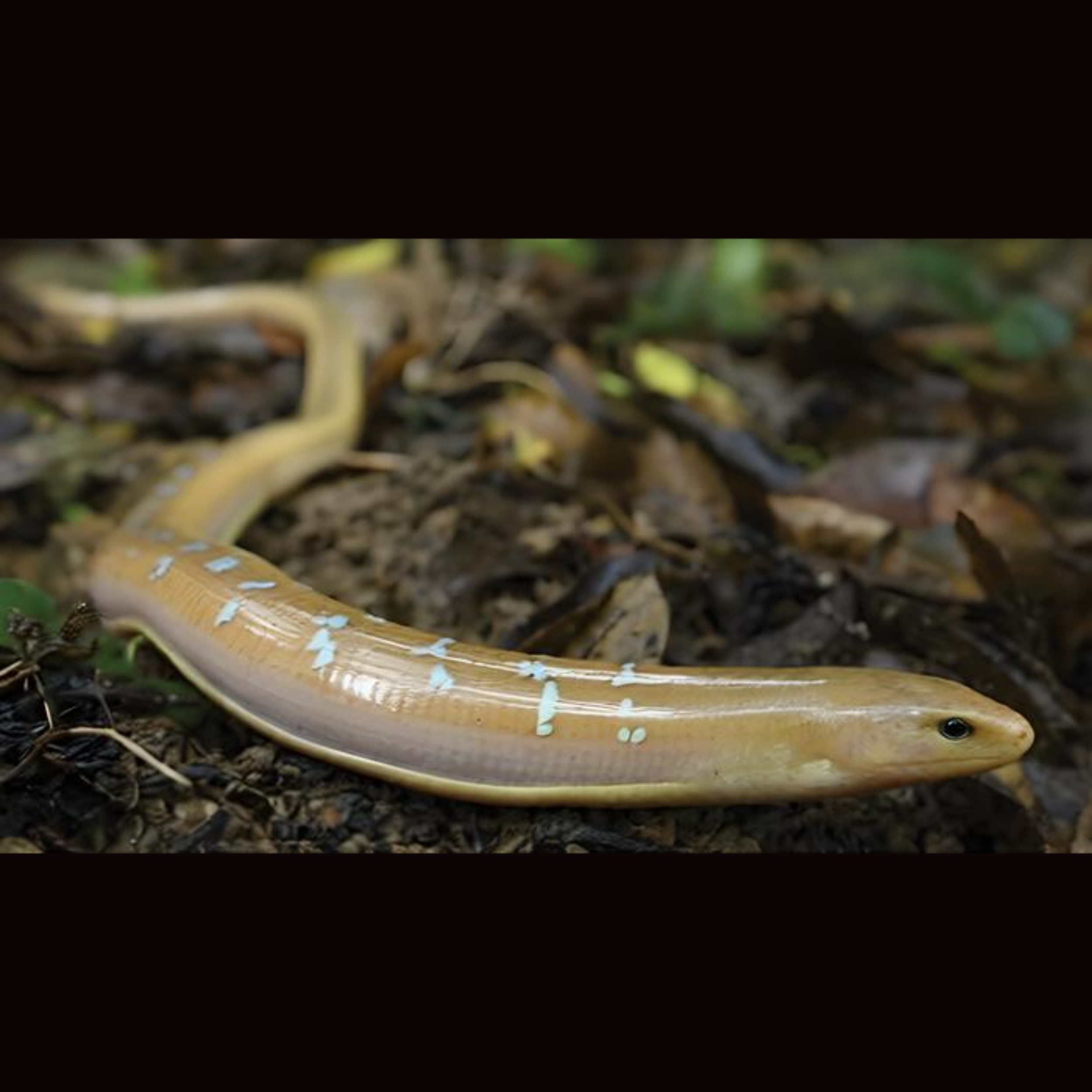 Legless lizard in Taiwan turns out to be a new native species