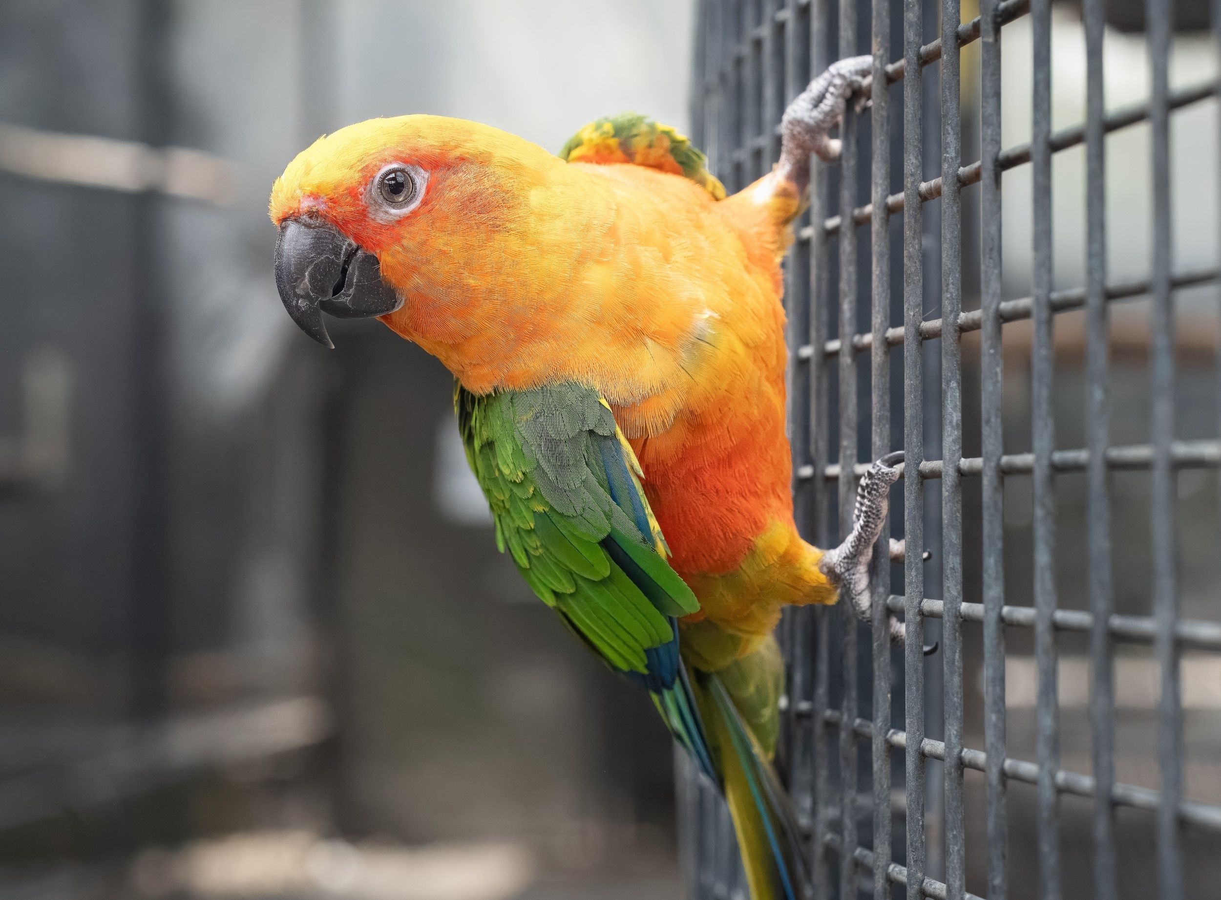 Wildlife trade is increasing the risk of diseases jumping to humans