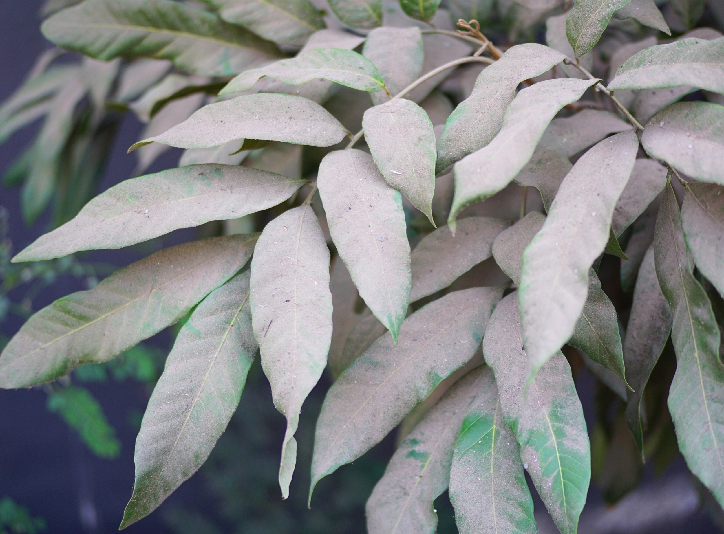 Plants in nutrient-poor regions may be 'eating' dust to survive