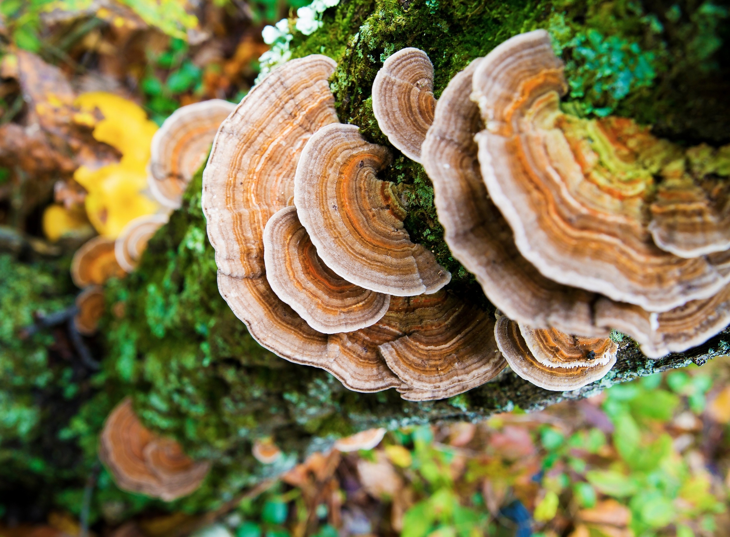 Mushrooms can break down drugs in wastewater before they reach crops